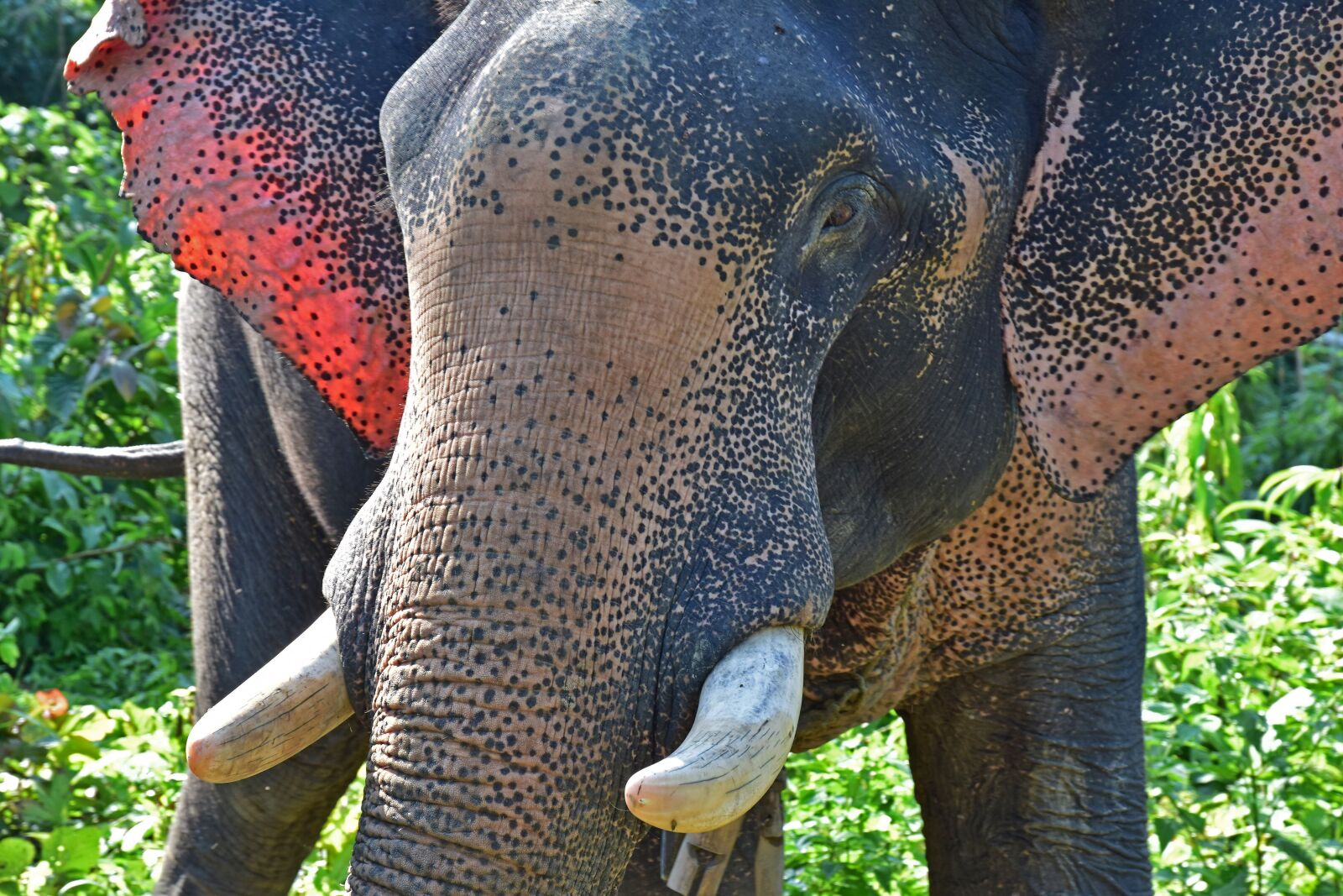 Nikon D5500 sample photo. Elephant, asia, pachyderm photography