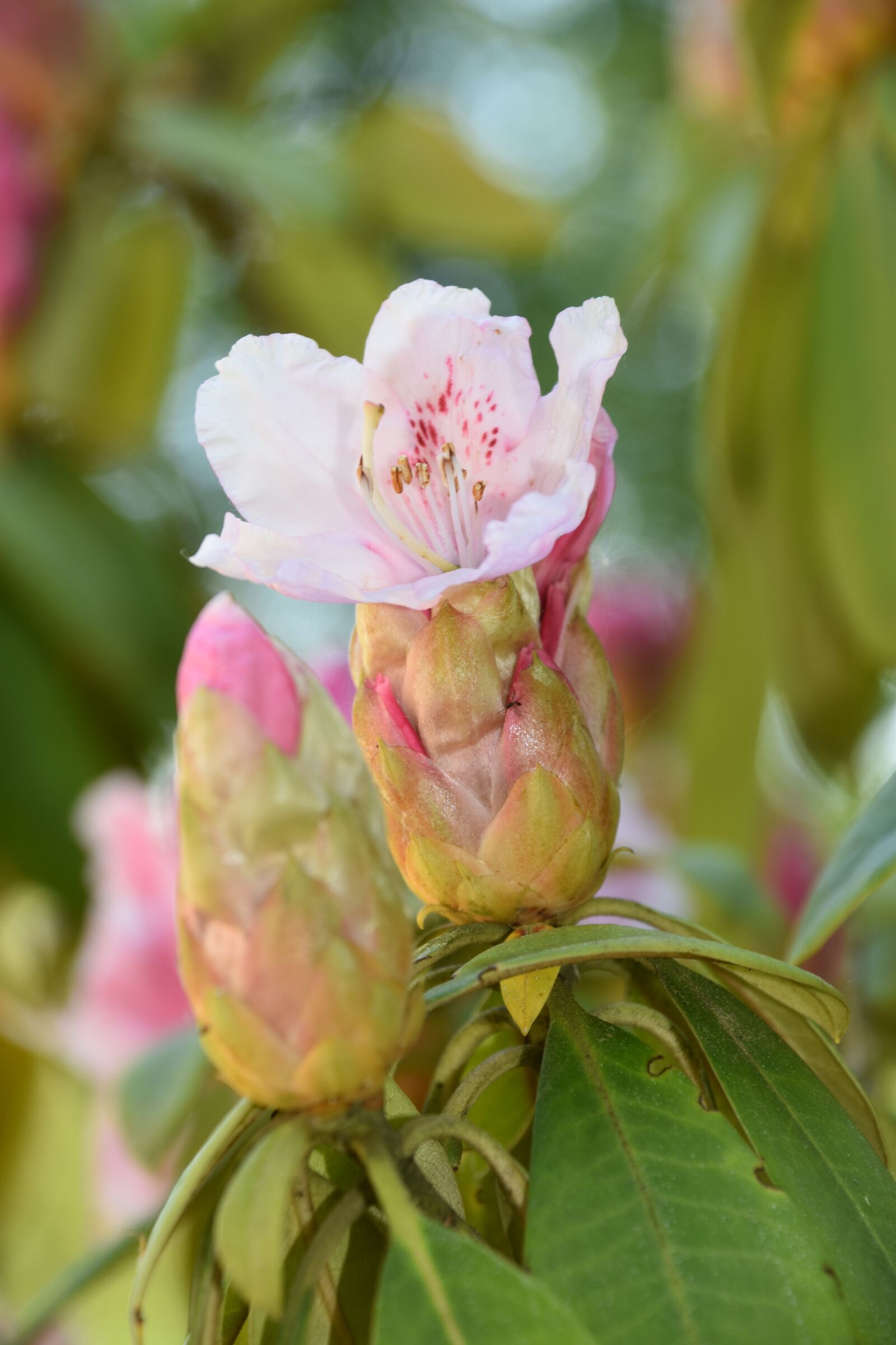 Nikon D5600 sample photo. Flower, nature, garden photography