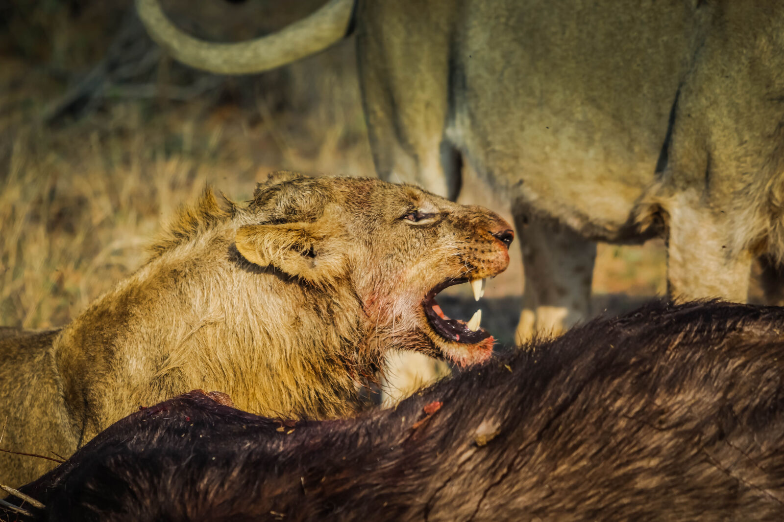 Canon EOS 60D sample photo. Africa, lion, lioness, safari photography