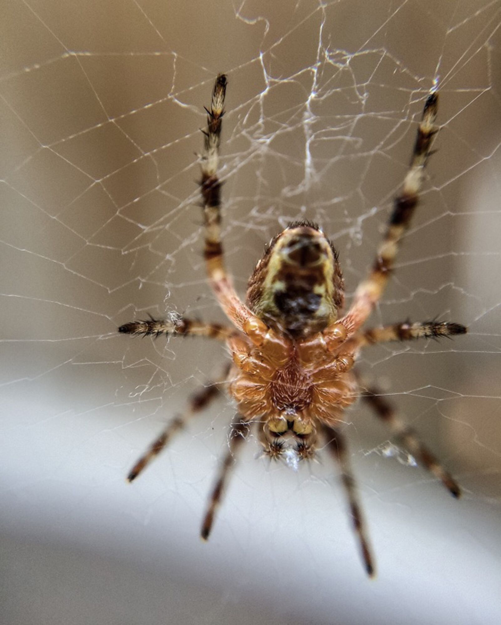 iPhone 5s back camera 4.15mm f/2.2 sample photo. Spider, nature, natural photography