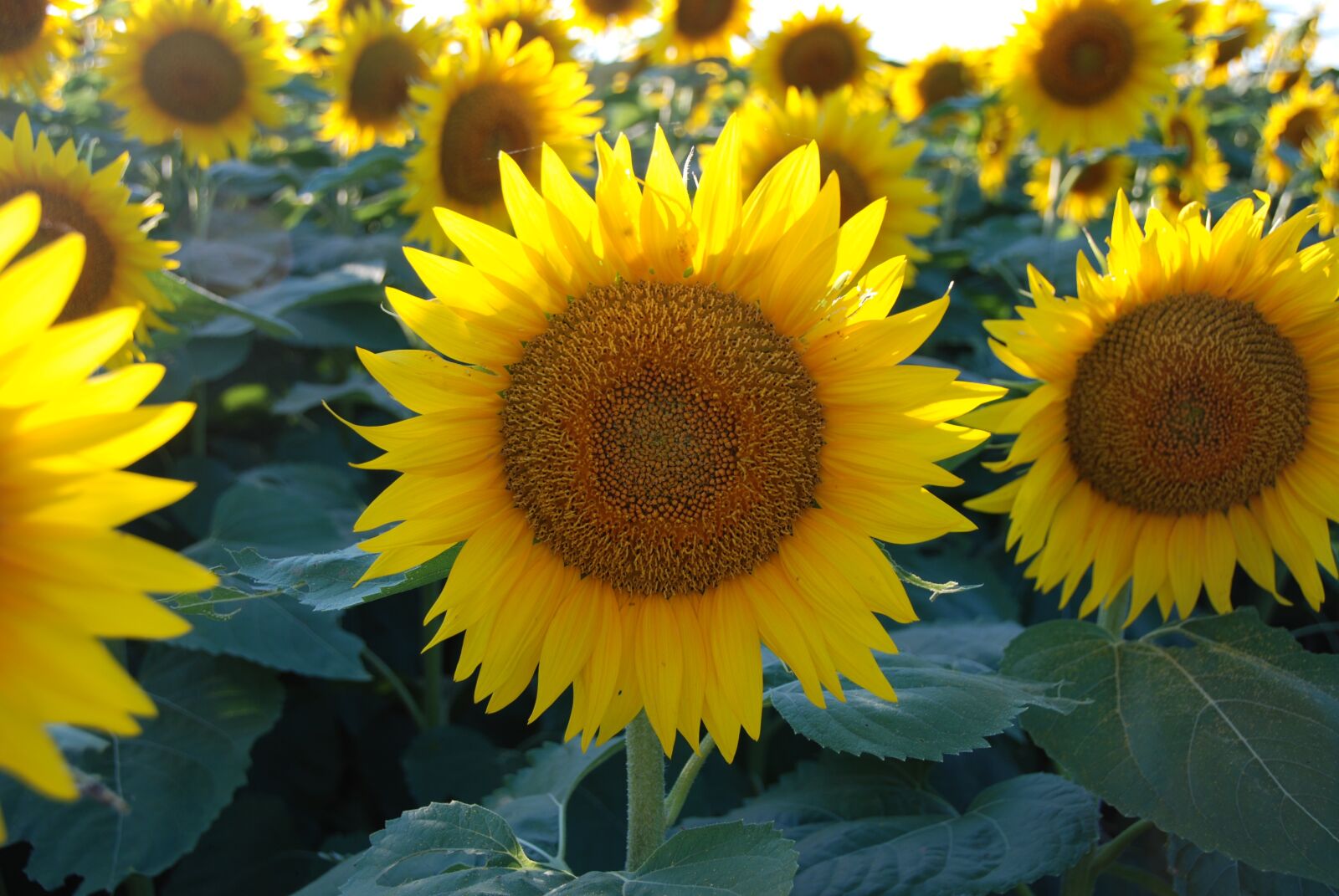 Nikon D80 sample photo. Sunflower, sunflower patch, flower photography