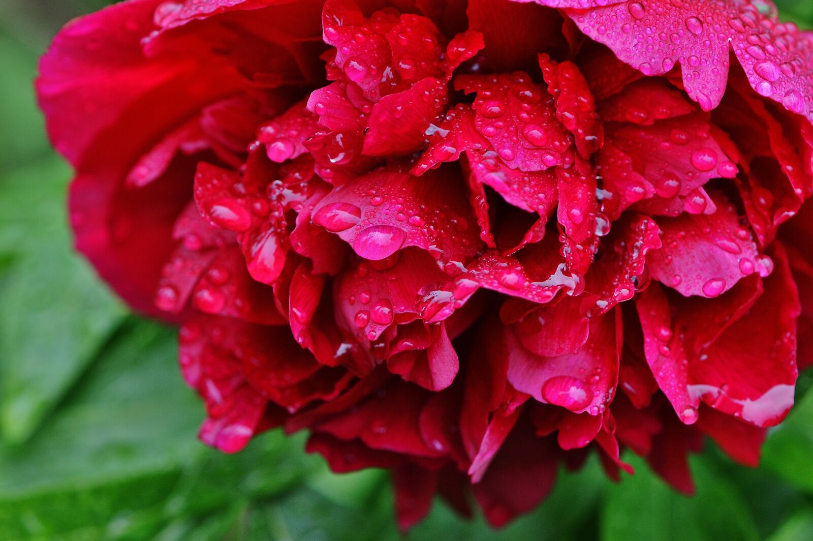 Nikon D3200 sample photo. Peony, rain, drip photography