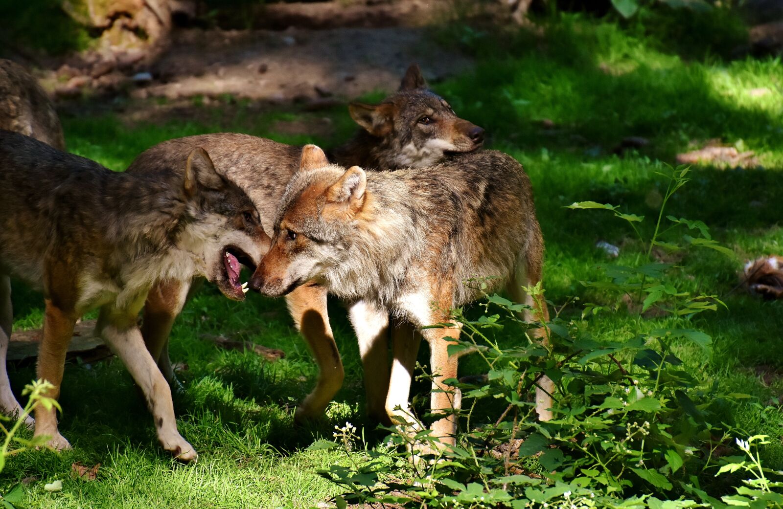 Nikon D7200 sample photo. Wolves, wild animals, forest photography