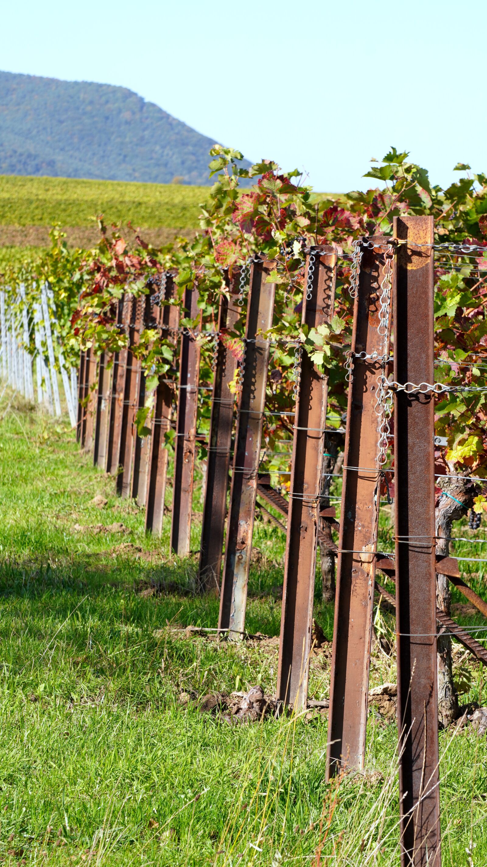 Sony a6400 + Sony E 55-210mm F4.5-6.3 OSS sample photo. Vineyard, wingert, winegrowing photography