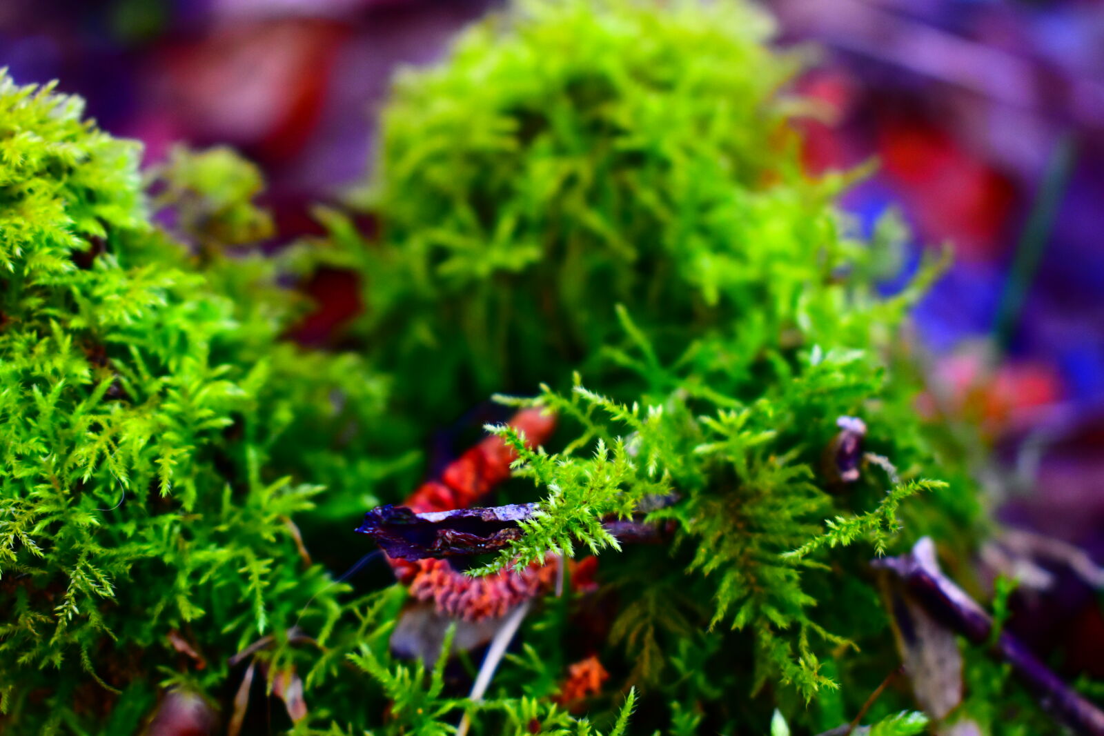 Nikon AF-P DX Nikkor 18-55mm F3.5-5.6G sample photo. Forest, green, moss, nature photography