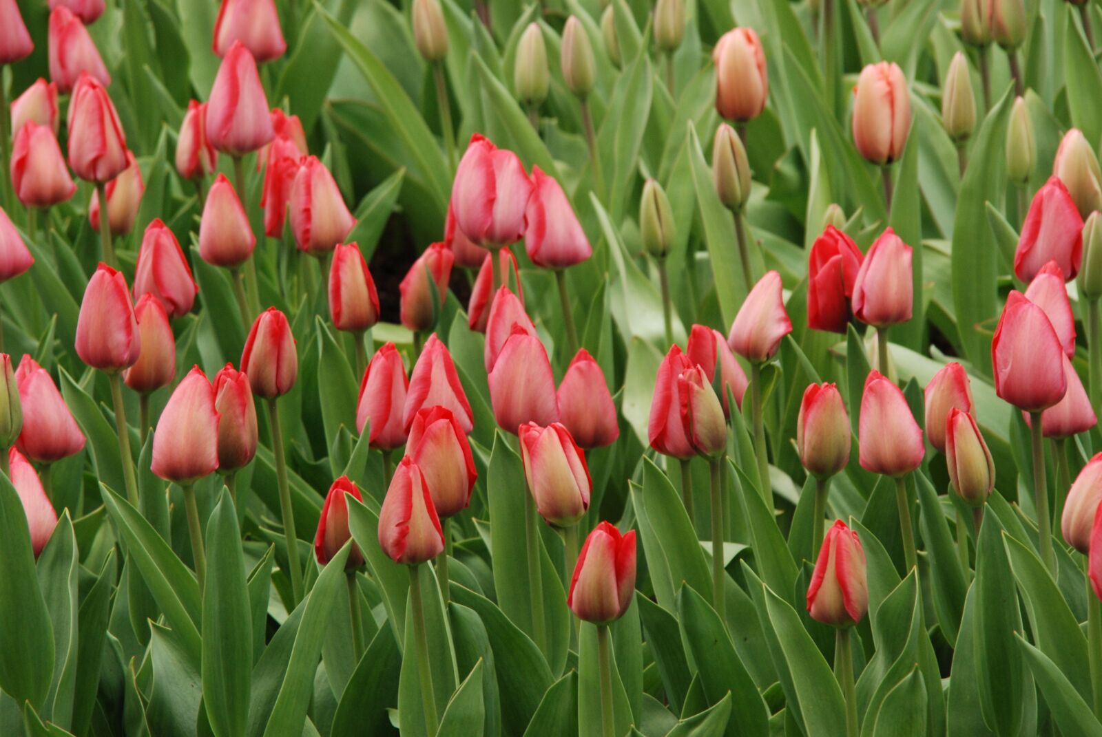 Nikon D80 sample photo. Nature, flower, tulip photography
