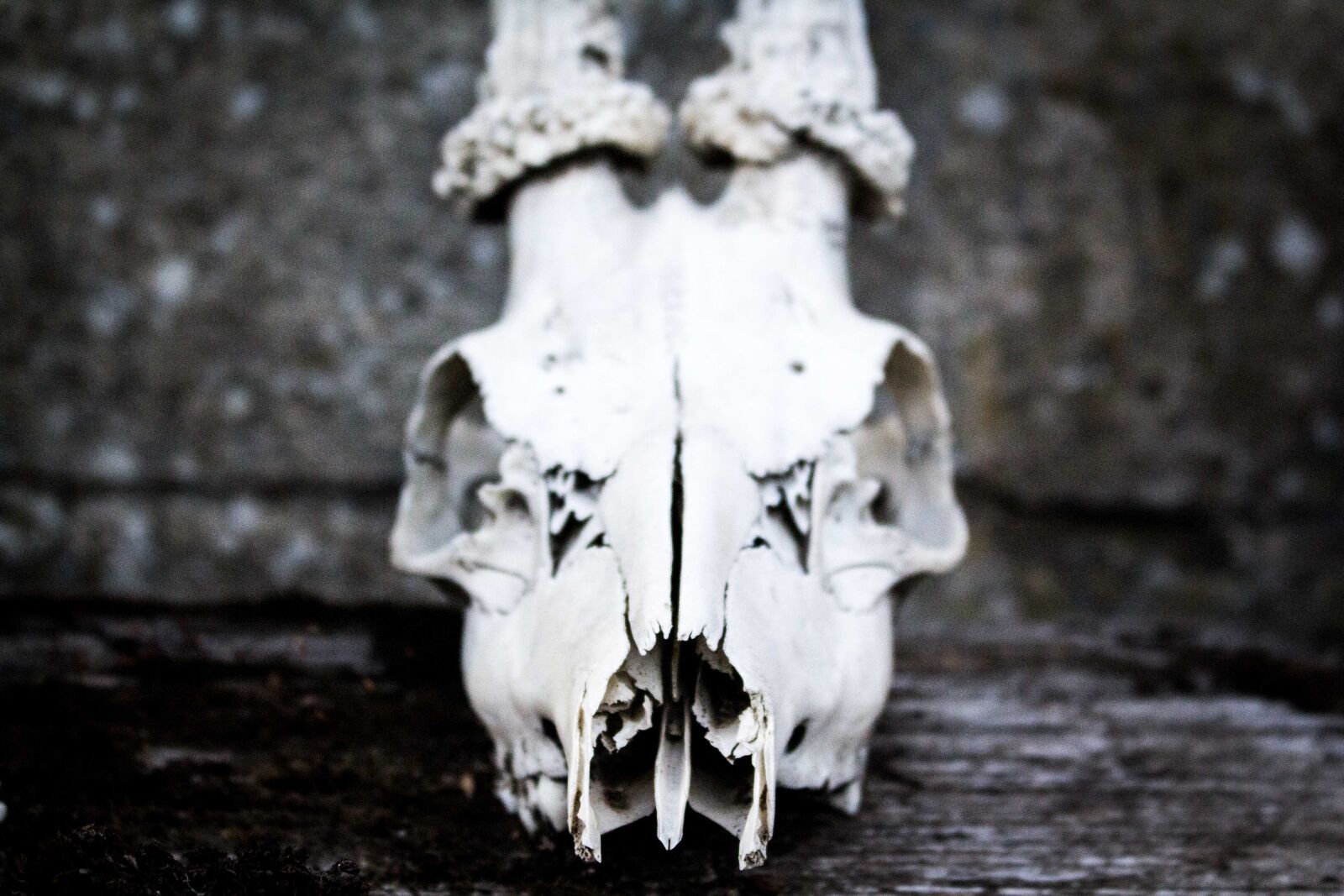 Canon EOS 700D (EOS Rebel T5i / EOS Kiss X7i) sample photo. Death, deer, front, skull photography