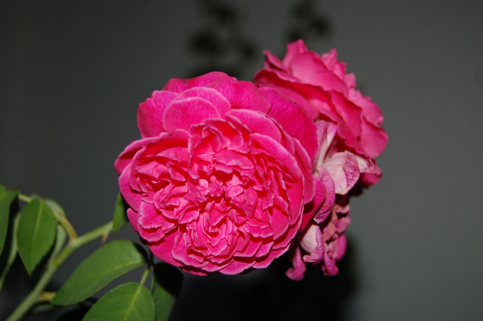 Nikon D40 sample photo. Flowers, nature, rose photography