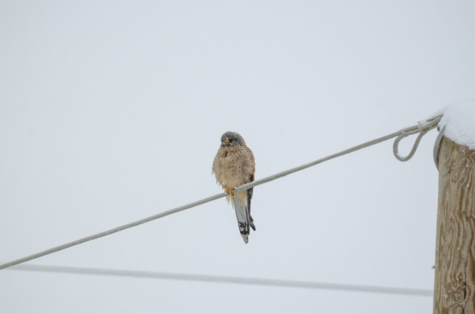 Nikon D7000 sample photo. Bird, snow, winter photography