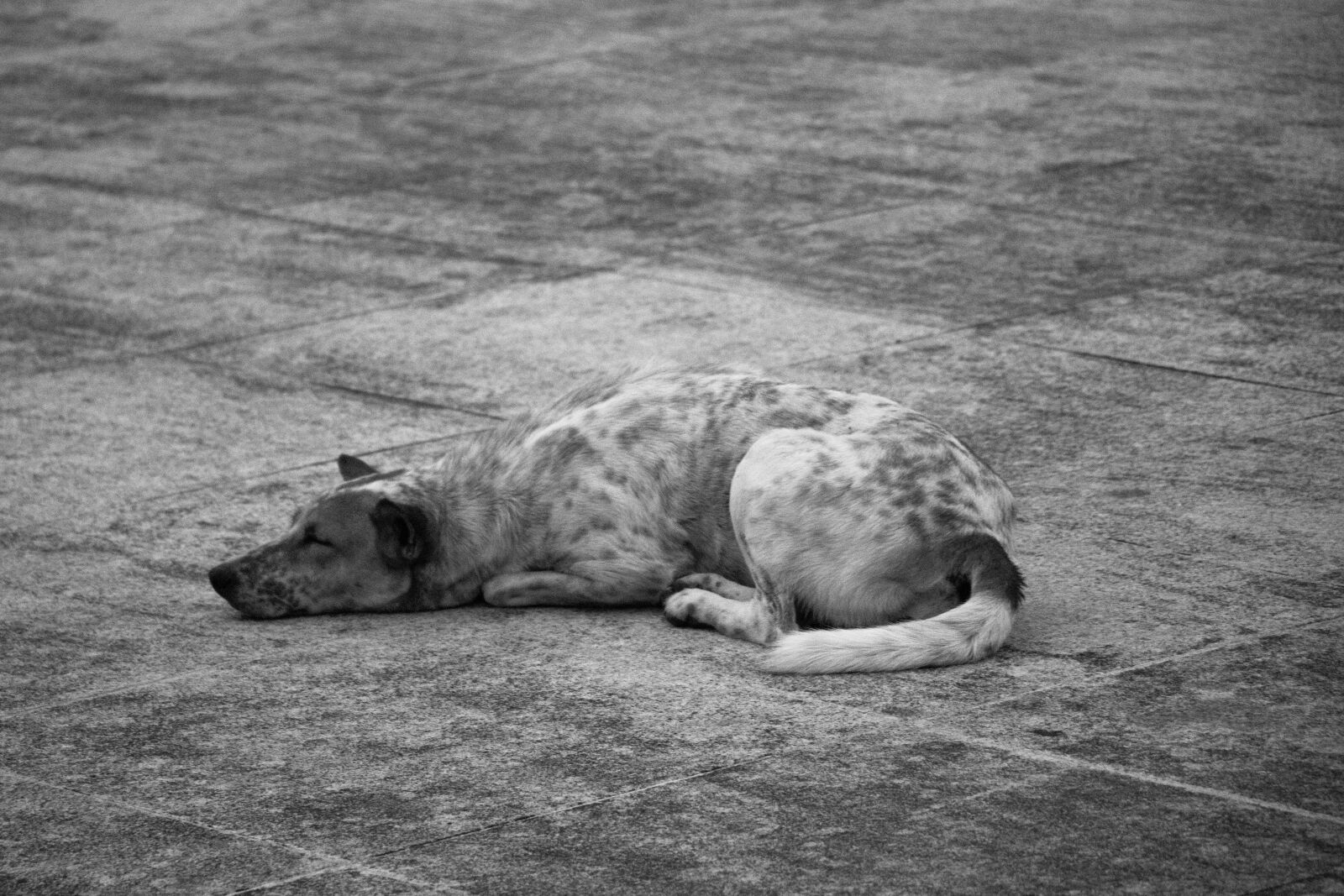 Canon EF-S 18-135mm F3.5-5.6 IS USM sample photo. Dog, animal, nice photography