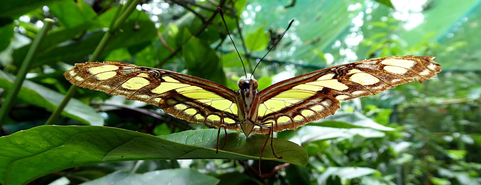 Panasonic Lumix DMC-ZS50 (Lumix DMC-TZ70) sample photo. Butterfly, lepidoptera, costa rica photography