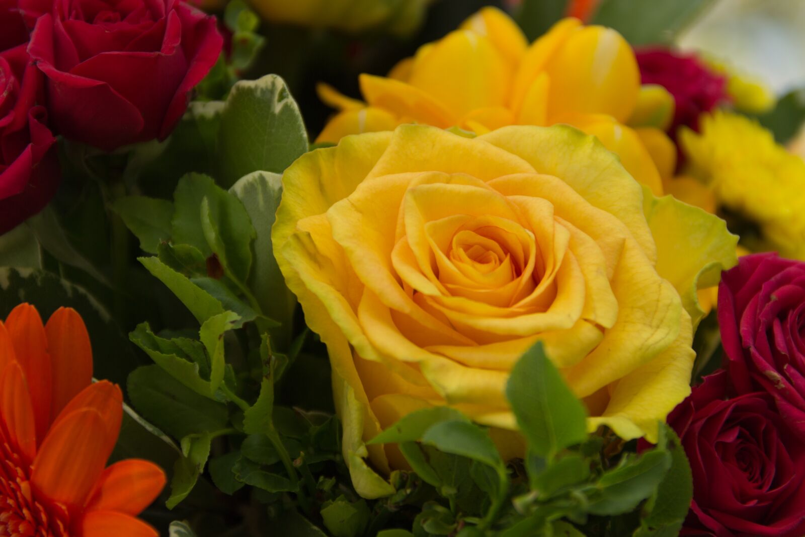 Canon EF-S 18-135mm F3.5-5.6 IS sample photo. Rose, yellow, gerbera photography