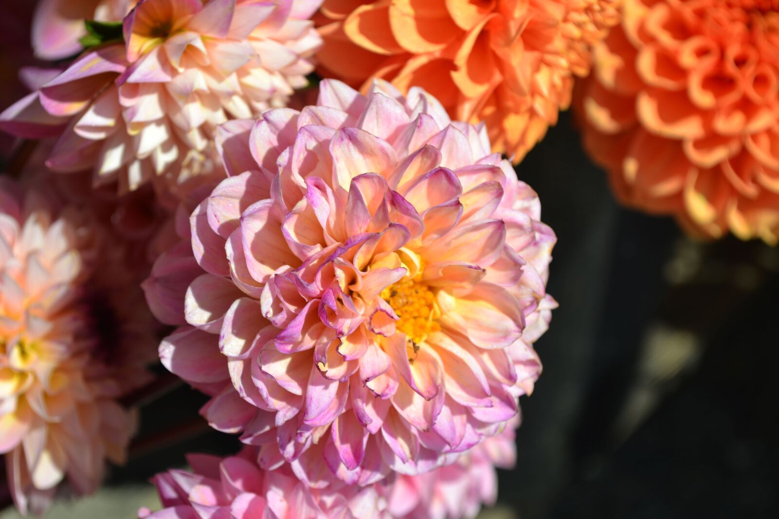 Nikon D3100 sample photo. Flowers, bloom, pink photography