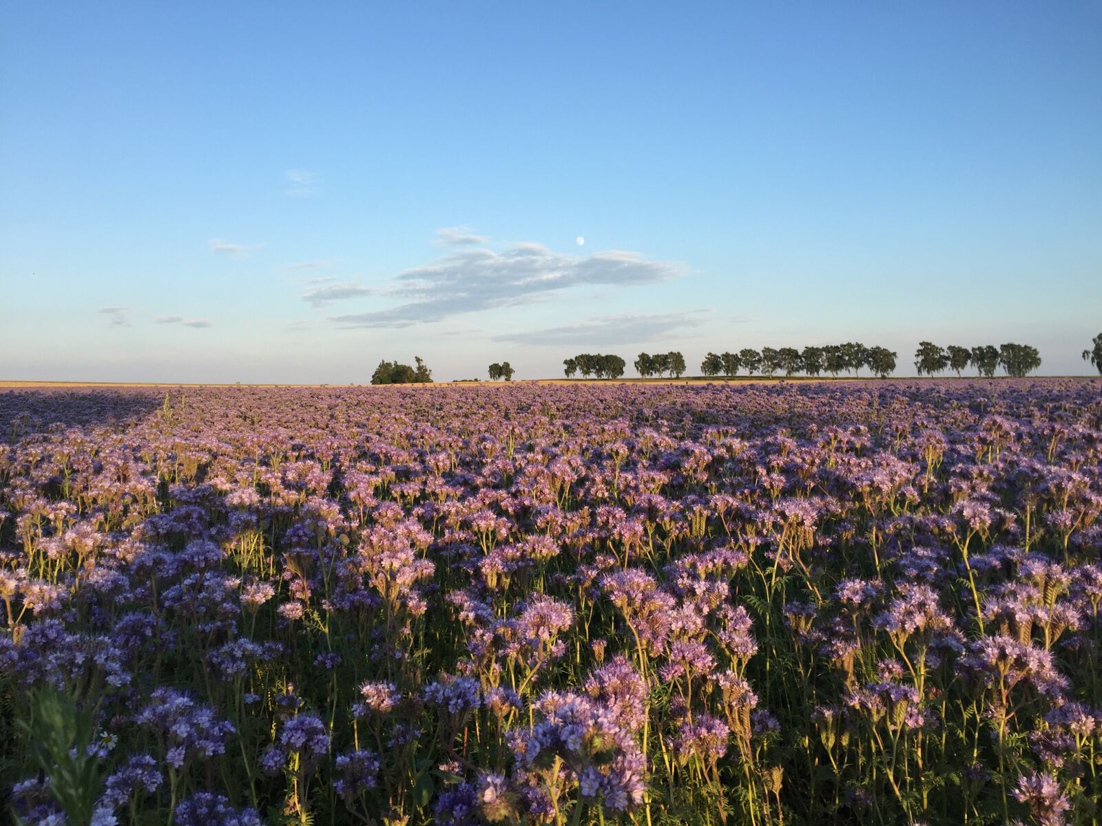 Apple iPhone 6 sample photo. Insel poel, summer, bike photography