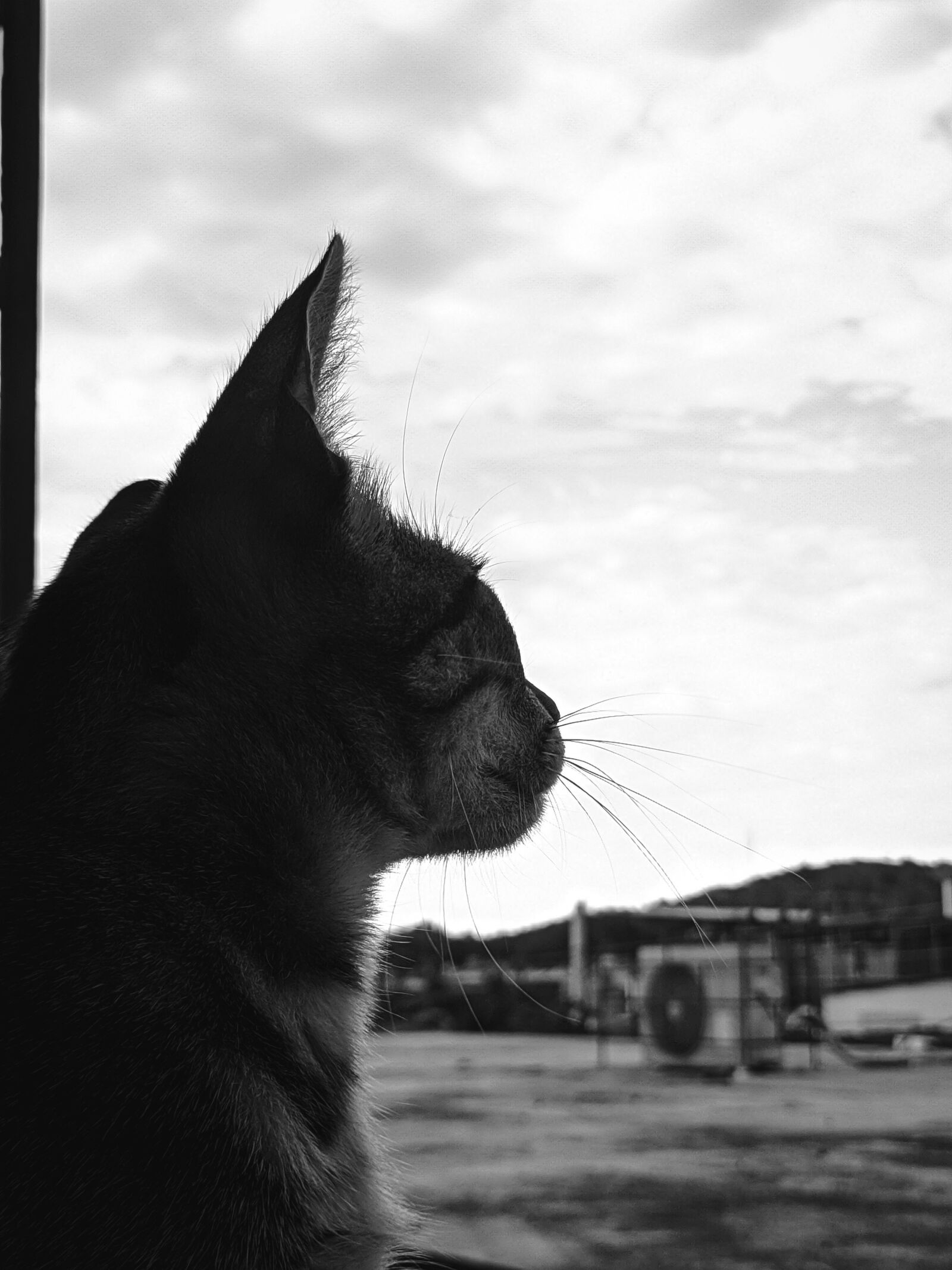 Xiaomi Redmi Note 7 sample photo. Cat, pet, animal photography