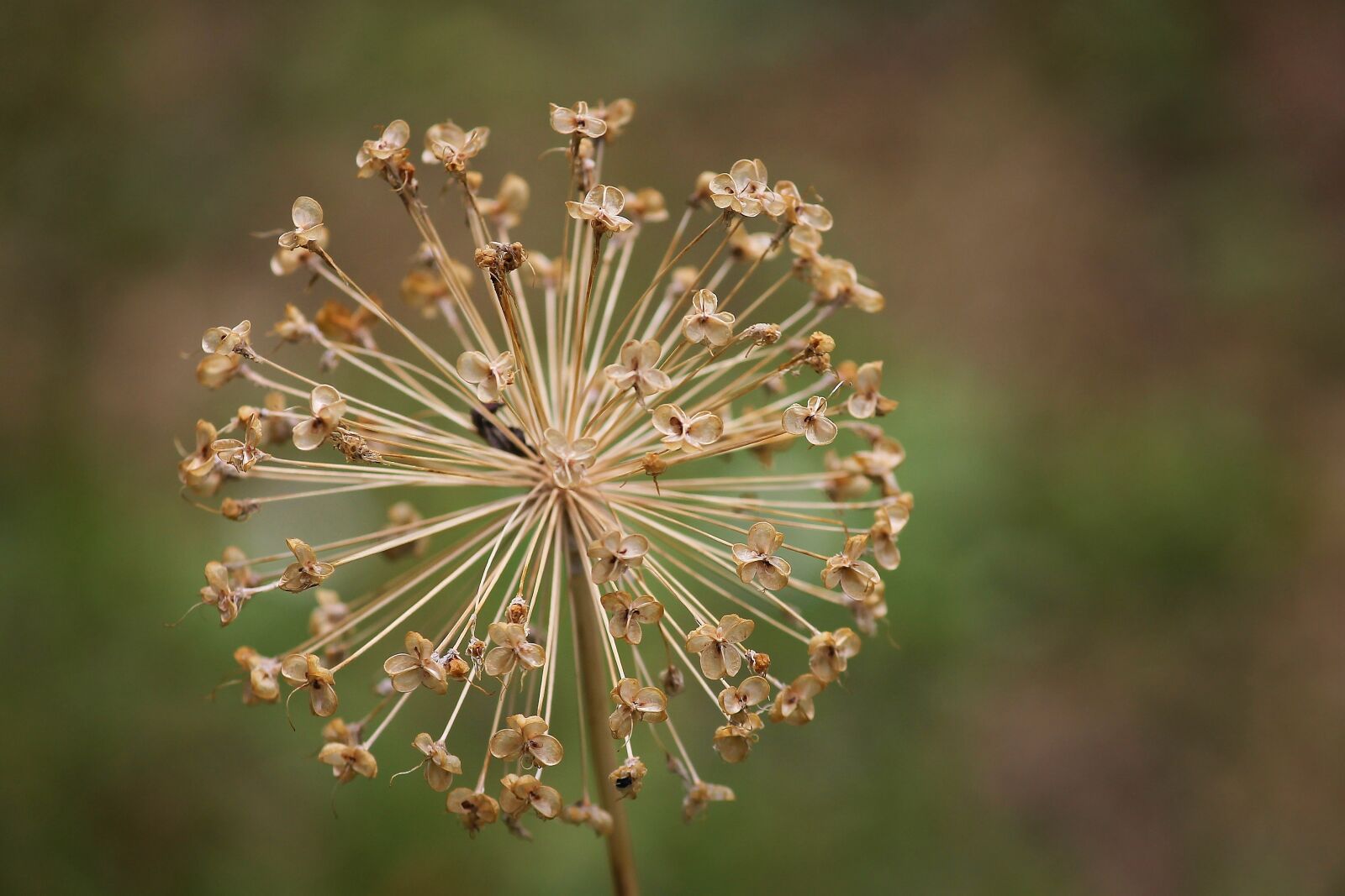 Canon EOS 1100D (EOS Rebel T3 / EOS Kiss X50) sample photo. Allium, ornamental onion, blossom photography