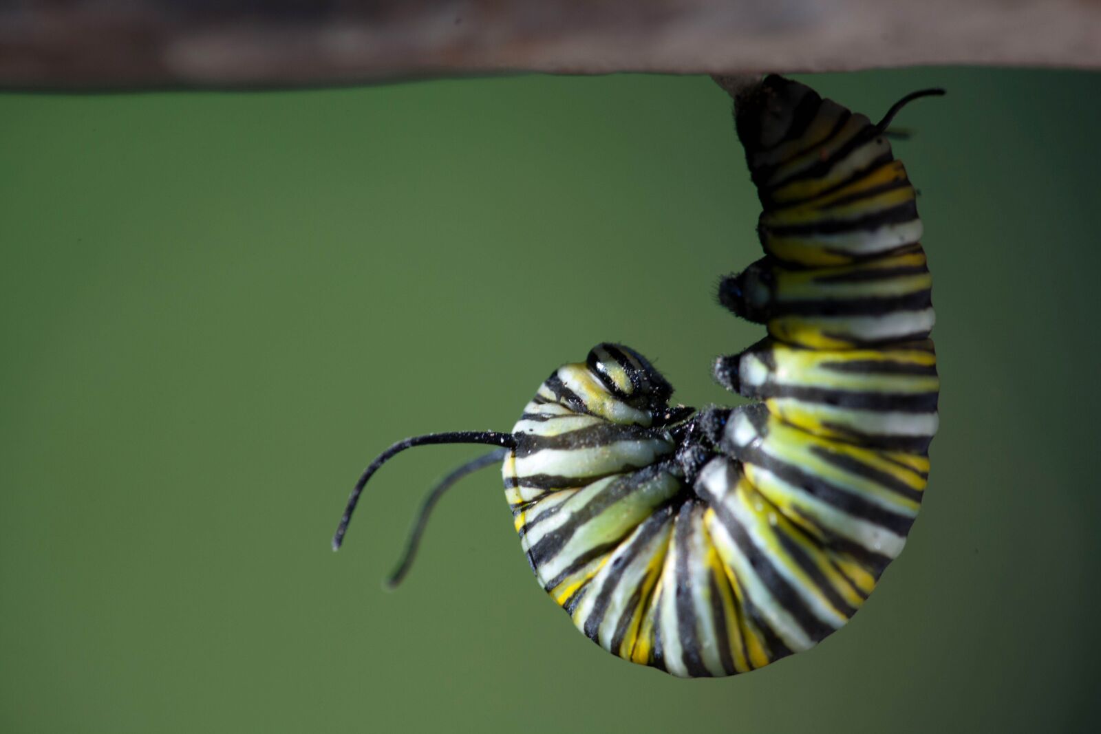Canon EOS 5D Mark II sample photo. Insect, larvae, head, close photography