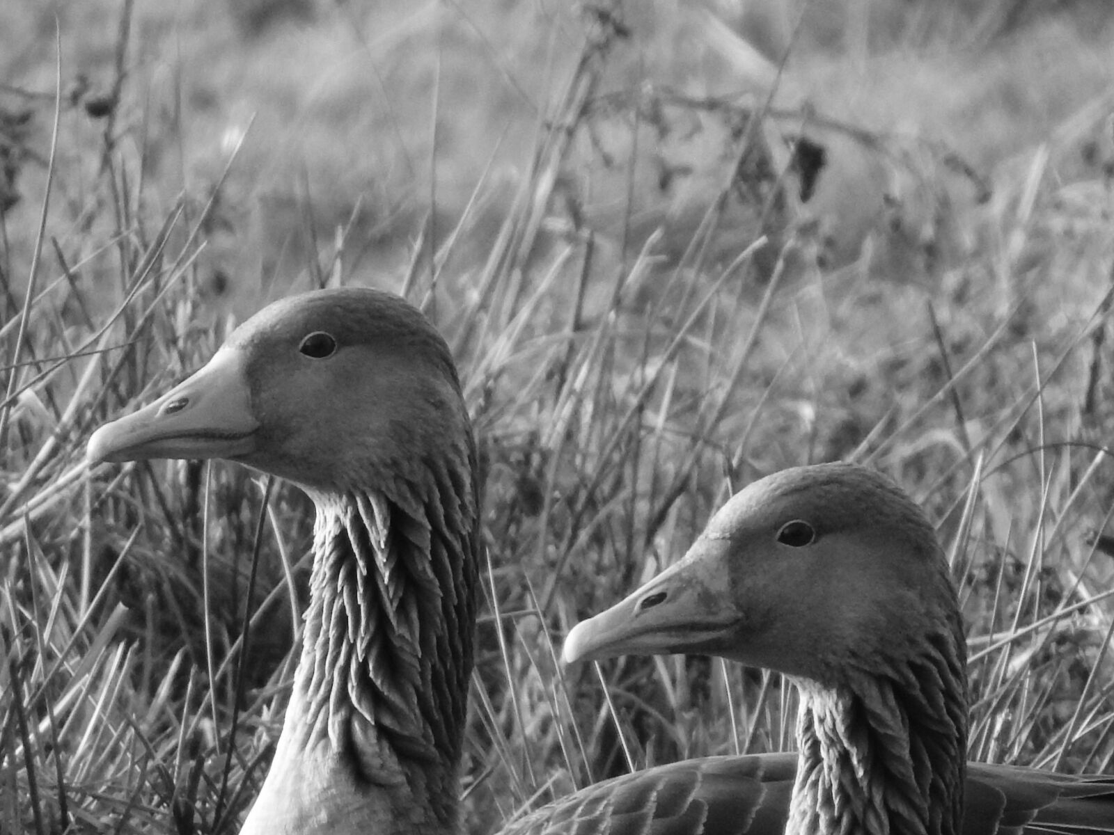 Nikon Coolpix P900 sample photo. Goose, ashy, black and photography