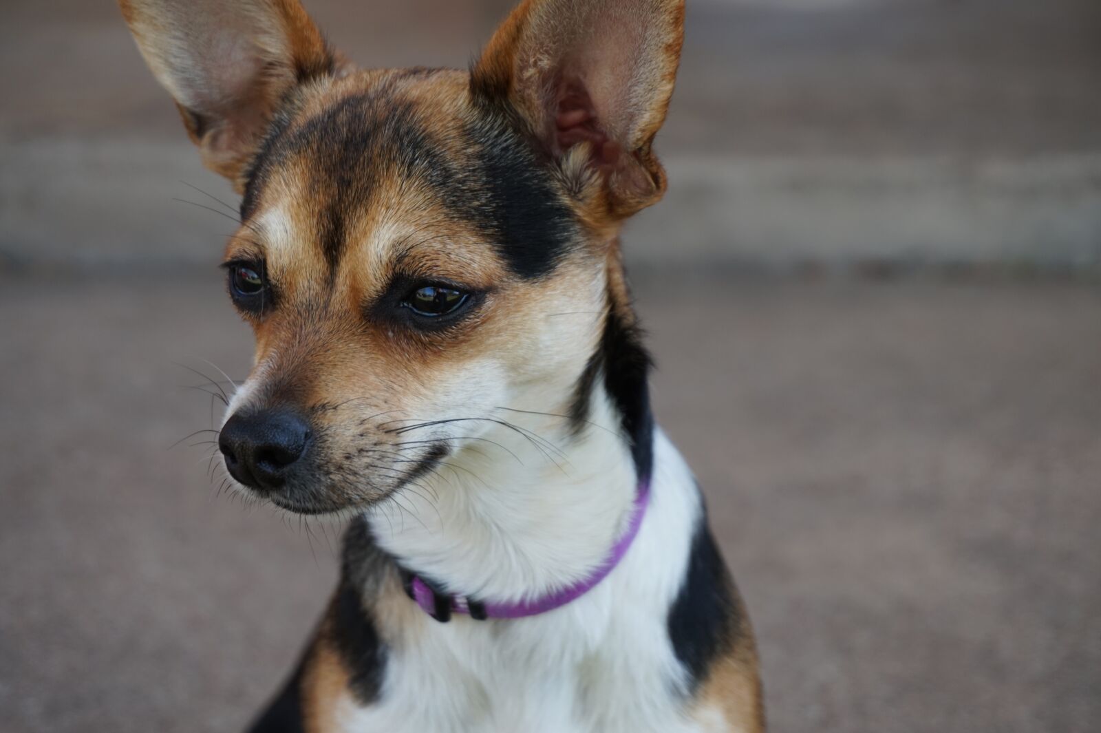 Sony Alpha a5000 (ILCE 5000) sample photo. Dog, chihuahua, animal photography