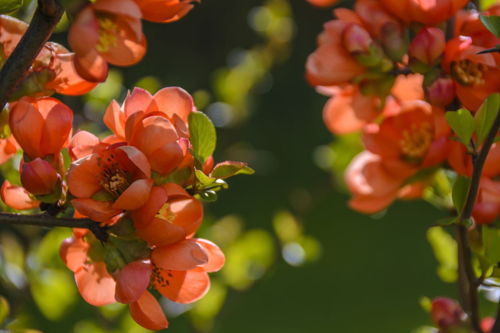 Nikon D3100 sample photo. A flowering cotoneaster, red photography