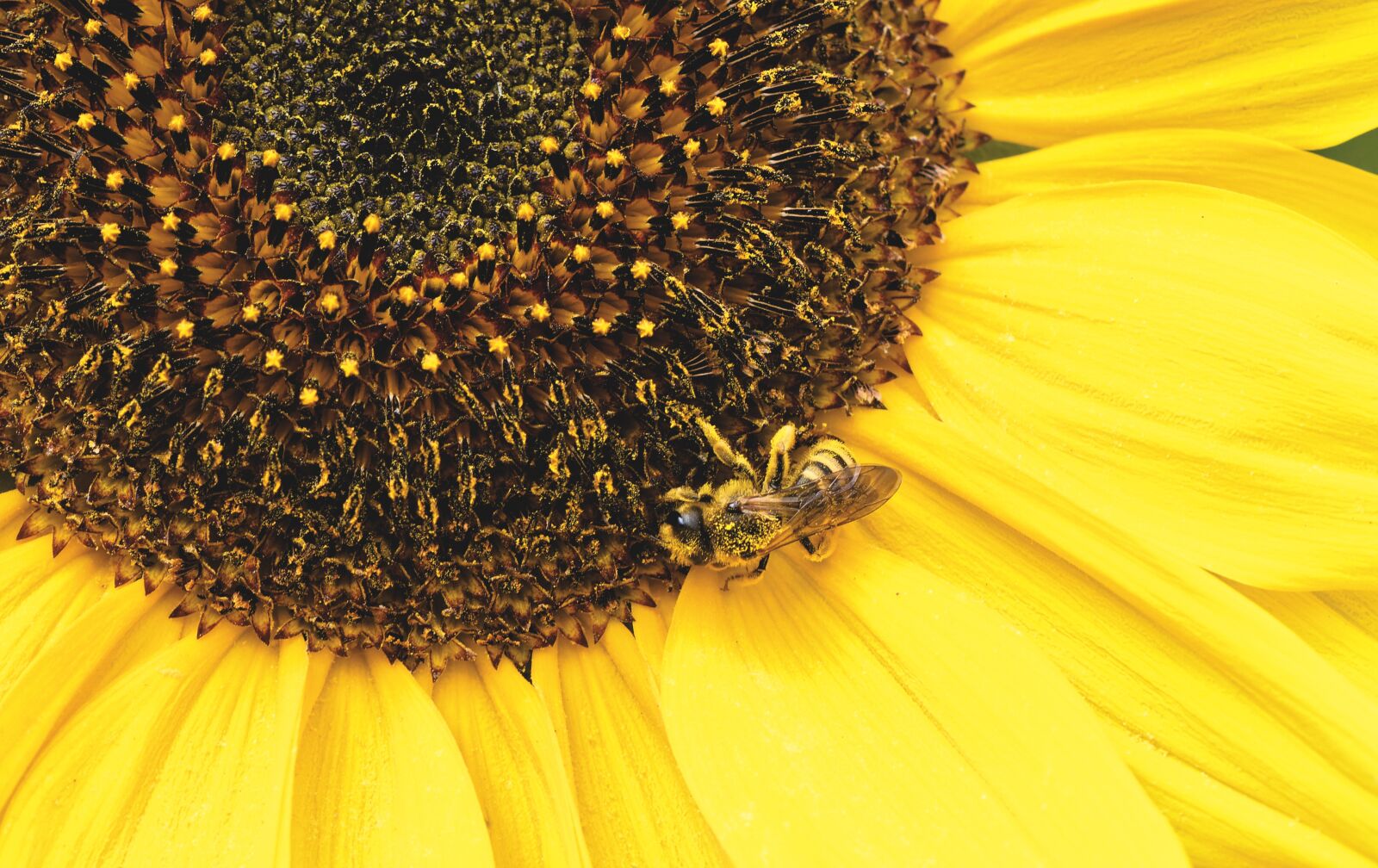 Nikon D7200 sample photo. Bees, sunflower, yellow photography