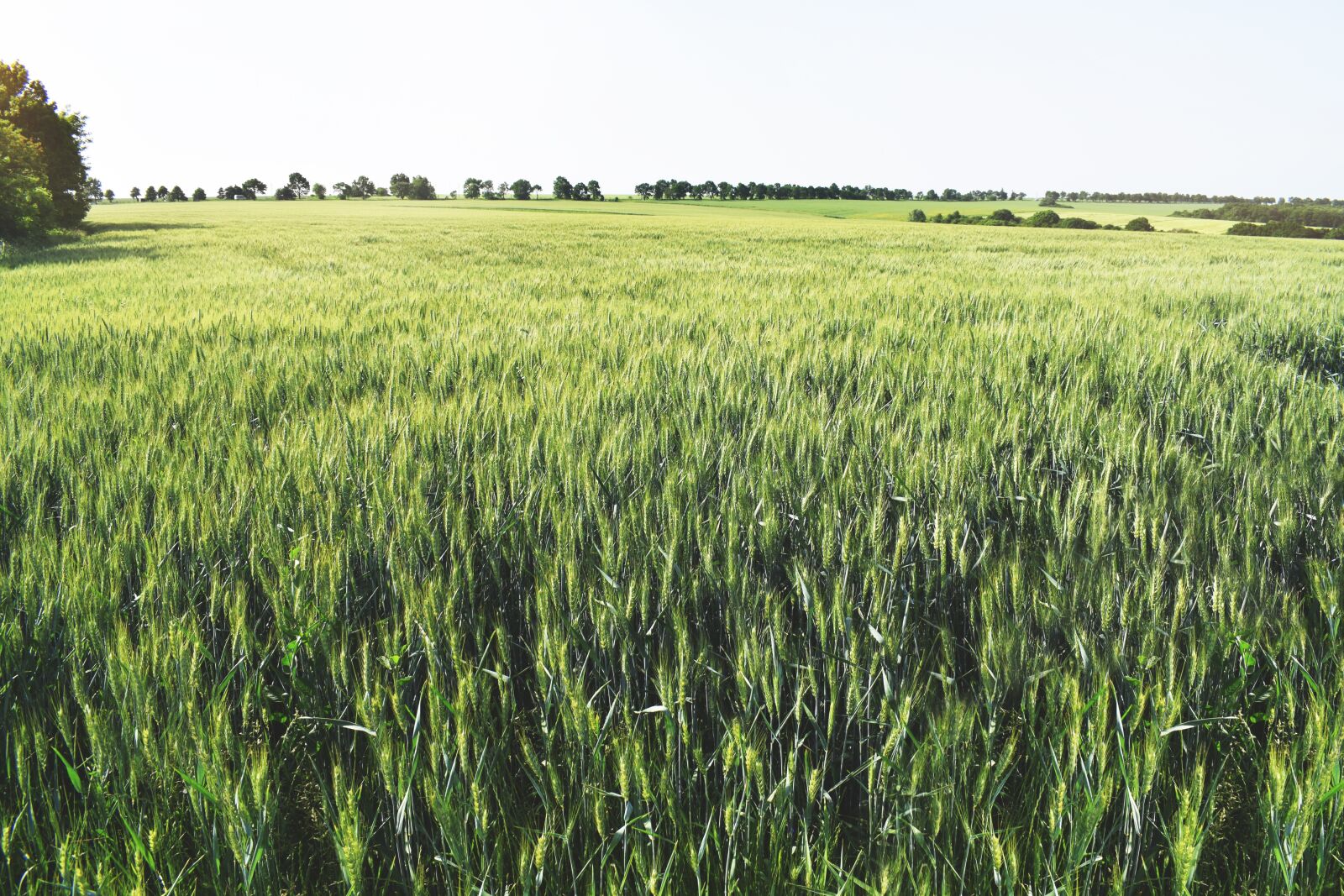 Nikon D3300 sample photo. Agricultural, background, cereal photography