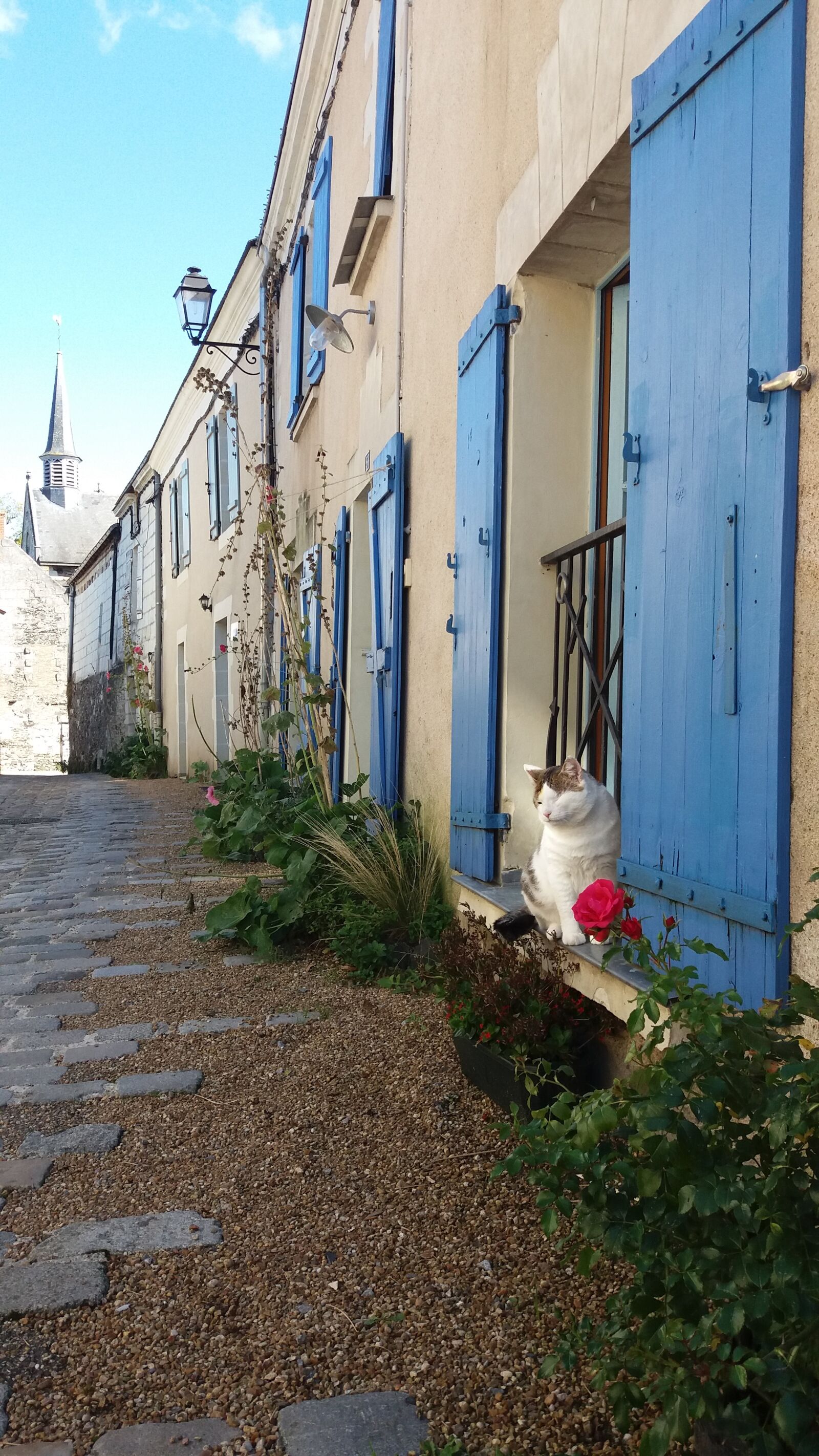 Samsung Galaxy J5 sample photo. France, cat, blue door photography