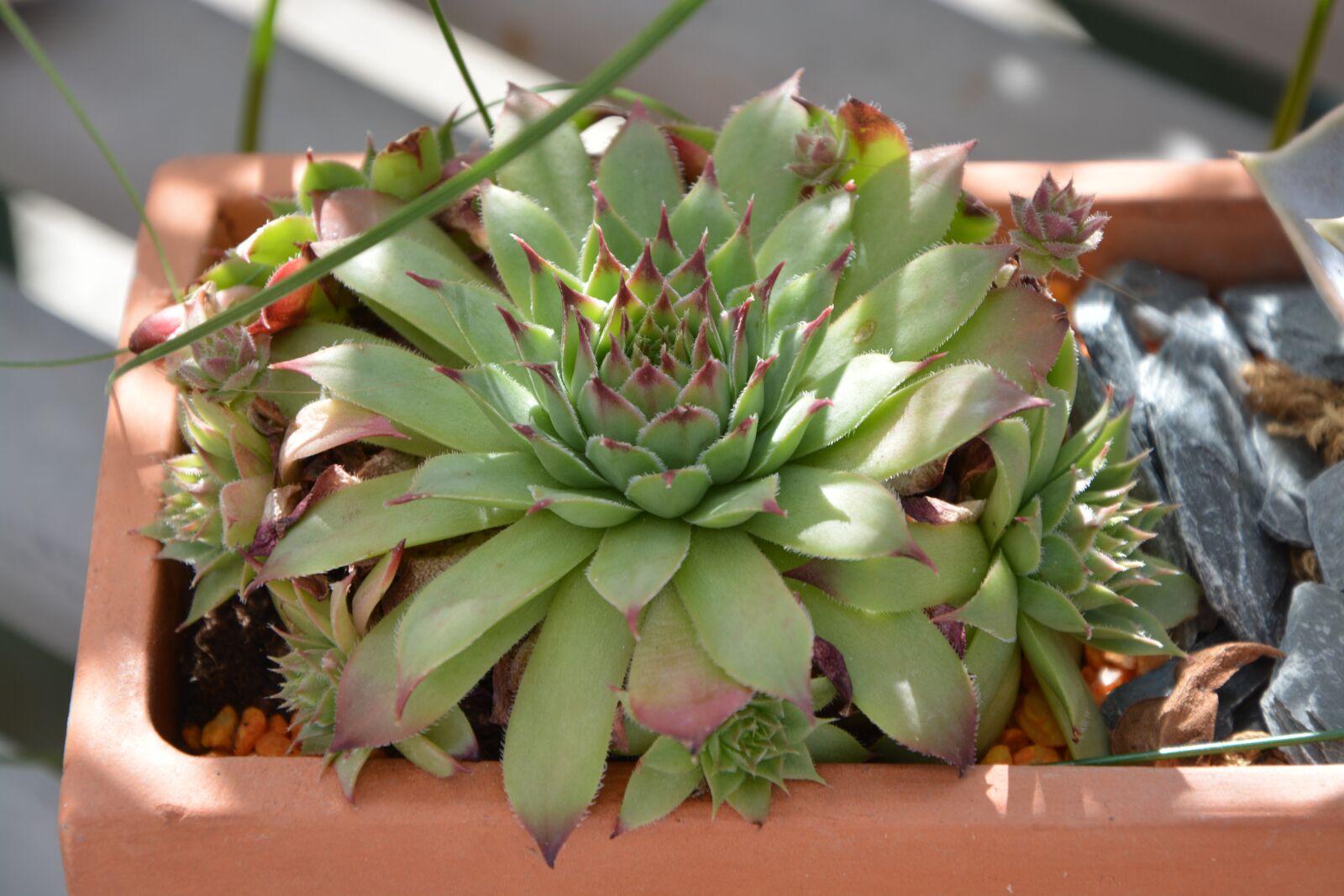 Nikon D5200 sample photo. Succulent, pot, green photography