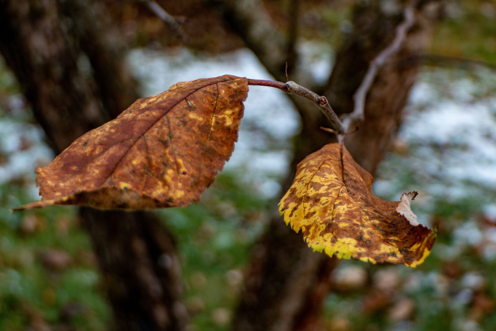 Panasonic Lumix DMC-FZ2500 (Lumix DMC-FZ2000) sample photo. Leaf, autumn, foliage photography