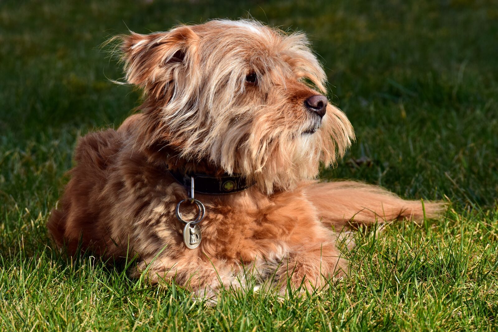 Nikon D3300 sample photo. Terrier, meadow, grass photography