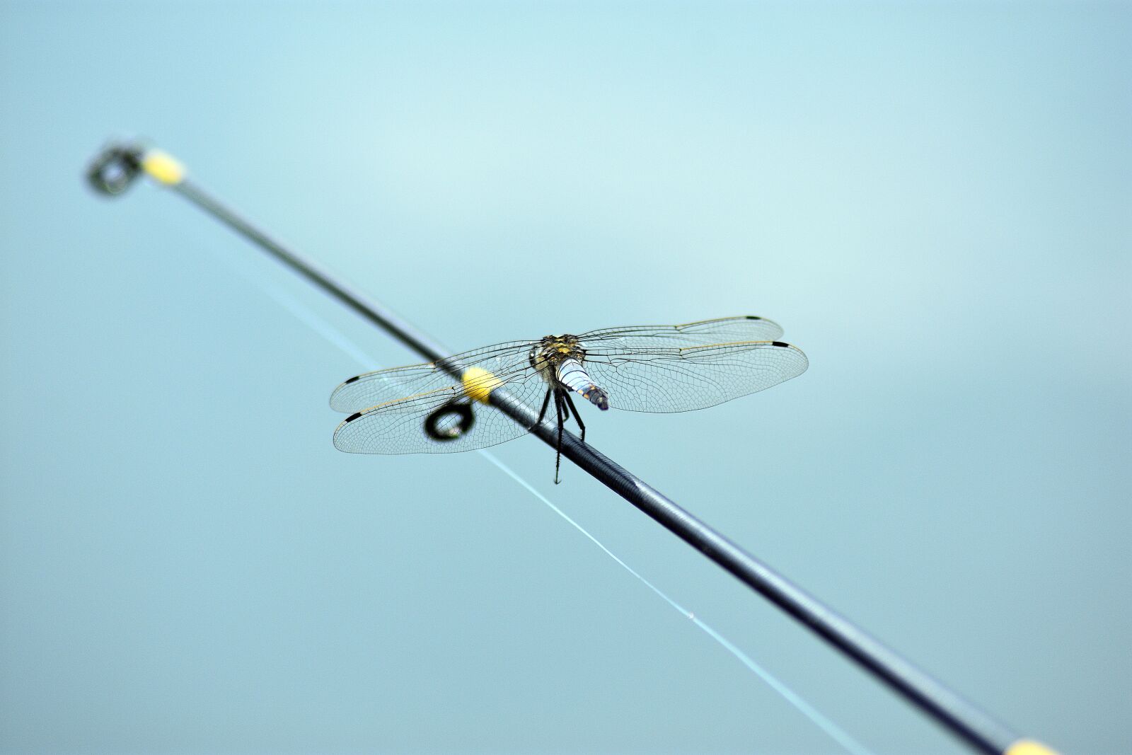 Nikon D3400 sample photo. Rod, dragonfly, insect photography