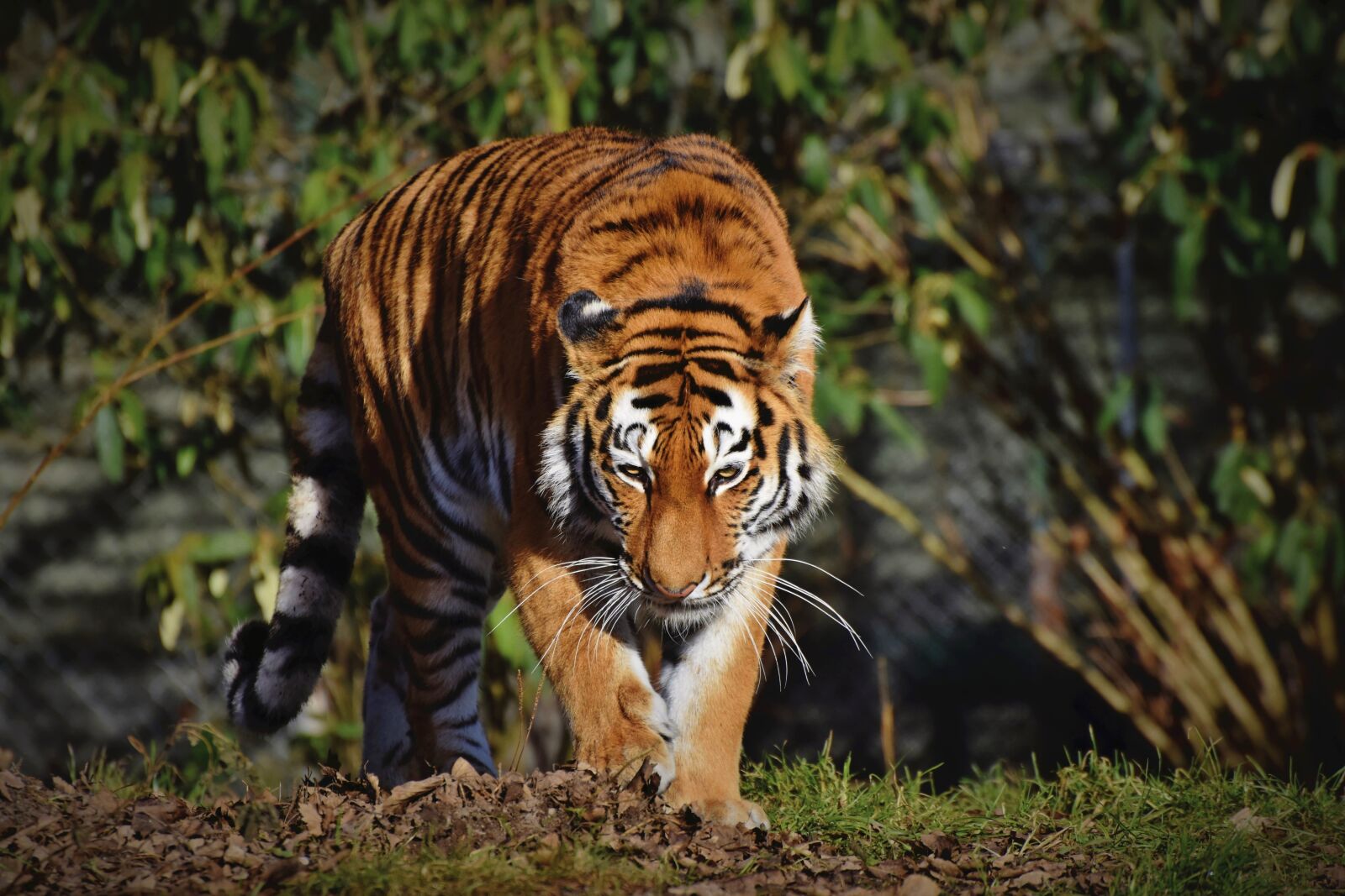 Nikon D7200 sample photo. Tiger, siberian tiger, big photography