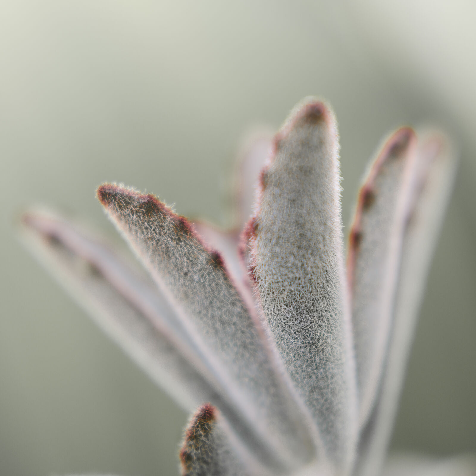 Nikon D7000 + Nikon AF-S Nikkor 50mm F1.8G sample photo. Abstract, abstrato, background, brazilian photography
