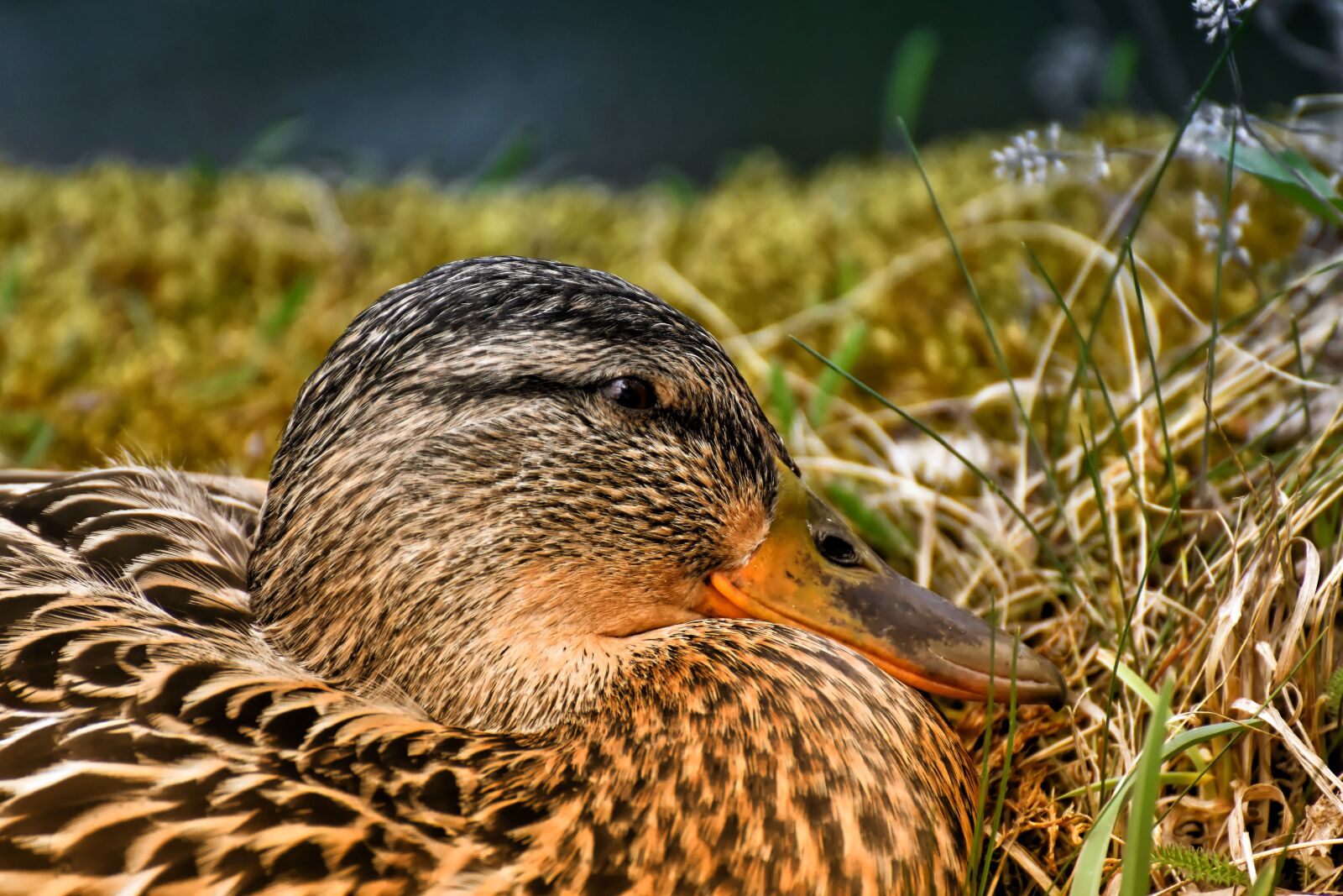 Nikon D7200 sample photo. Mallard, cute, nature photography