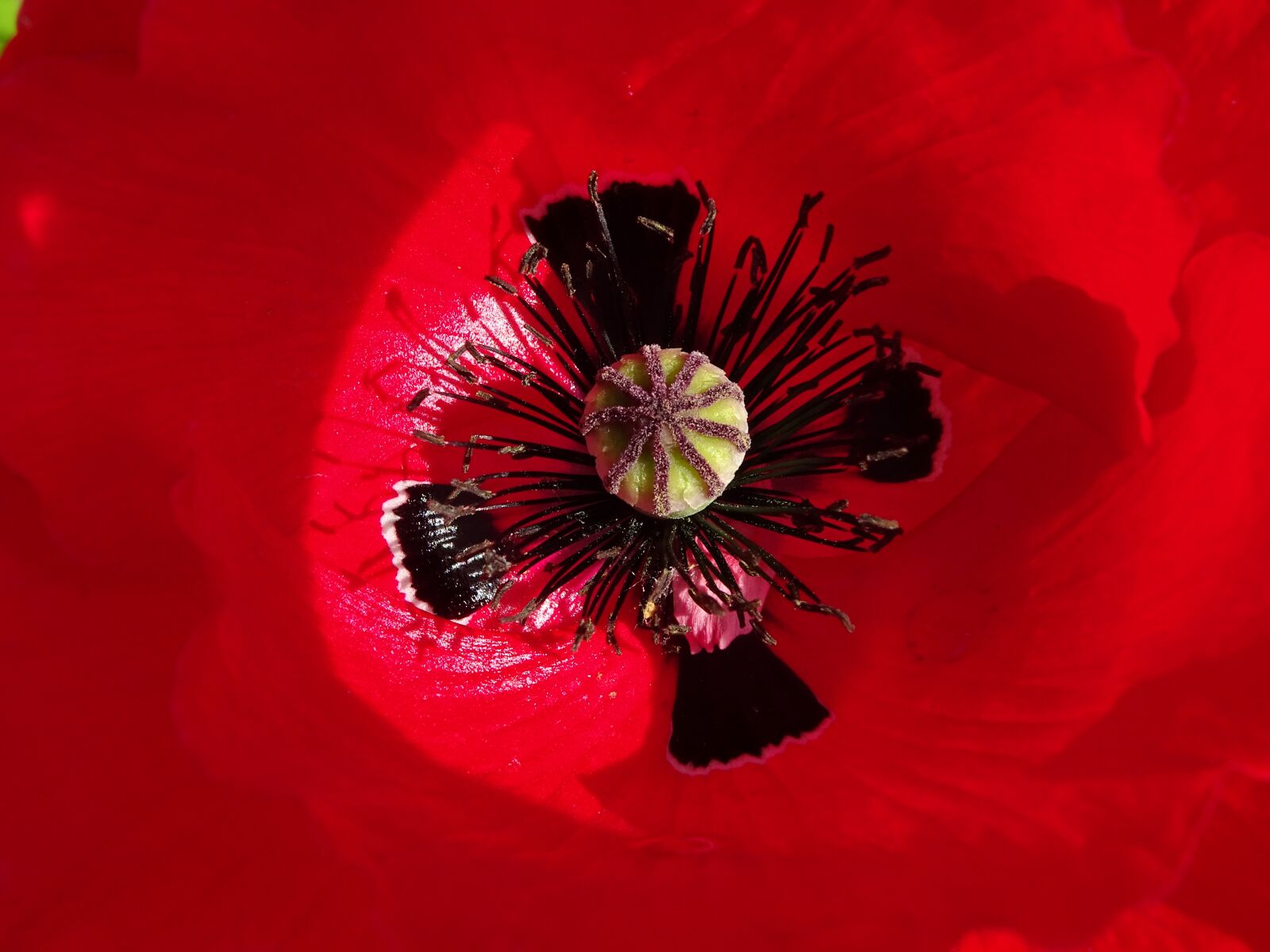 Sony Cyber-shot DSC-HX400V sample photo. Poppy, flower, red photography