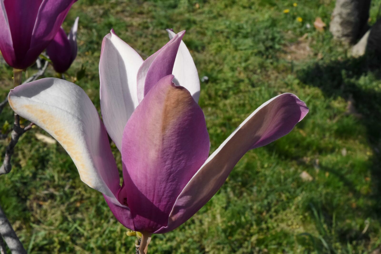 Nikon D5500 sample photo. Magnolia, plant, blossom, flower photography