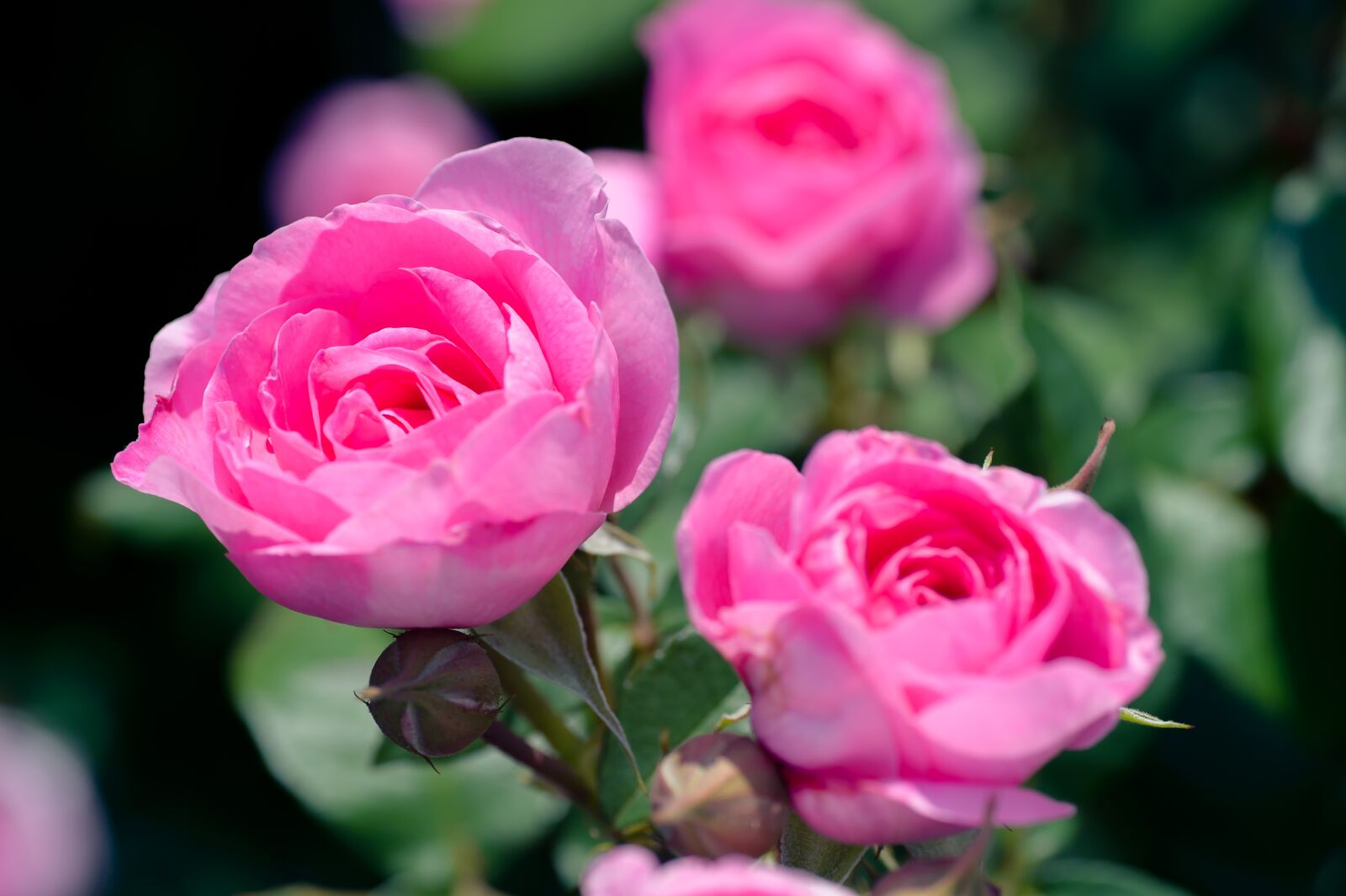 Nikon Df sample photo. Natural, plant, rose photography
