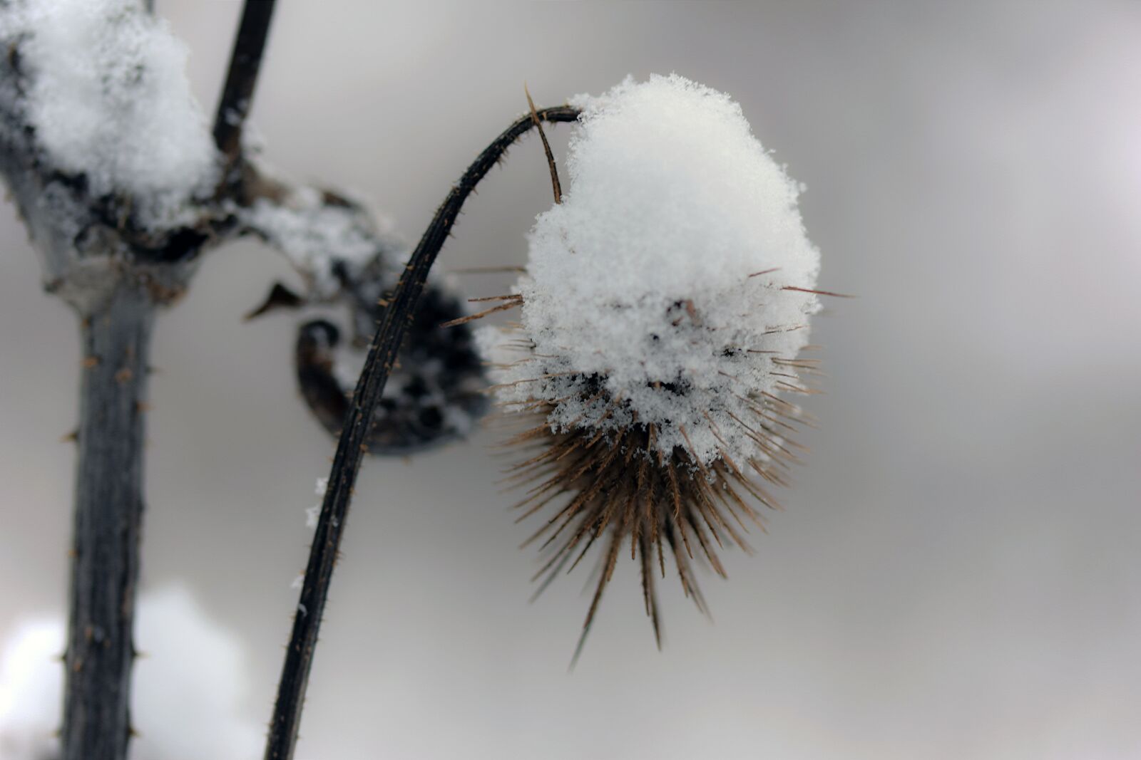 Nikon D5300 sample photo. Thistle, winter, snow photography