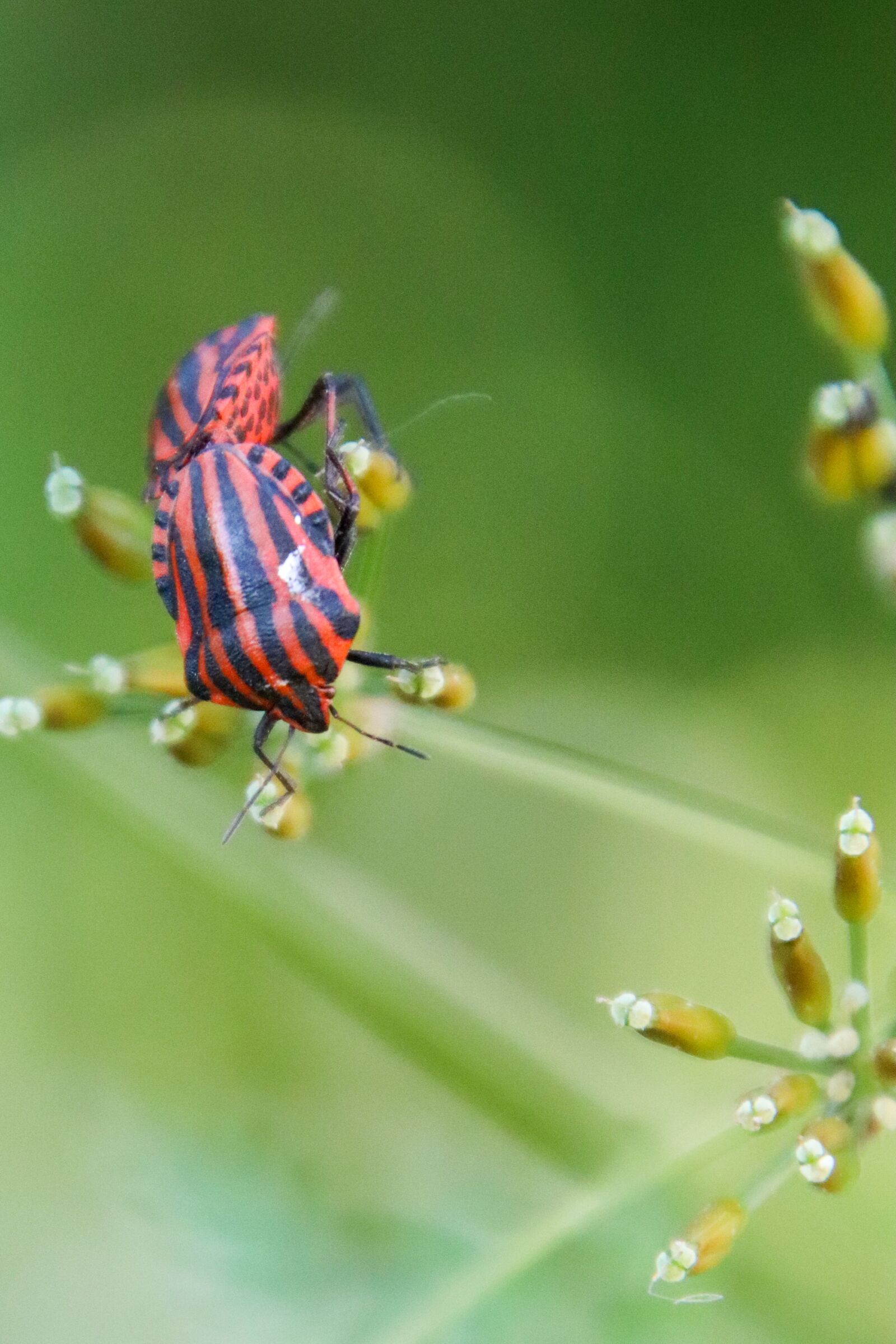 Canon EOS 800D (EOS Rebel T7i / EOS Kiss X9i) sample photo. Striped graphosome, red, bugs photography