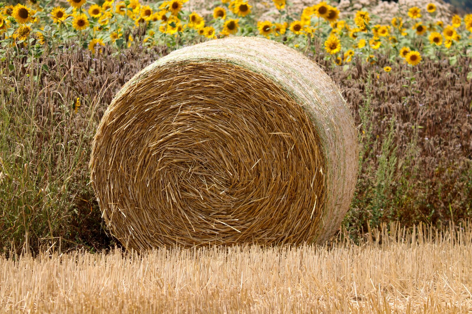 Canon EOS 200D (EOS Rebel SL2 / EOS Kiss X9) sample photo. Straw bales, straw, cereals photography