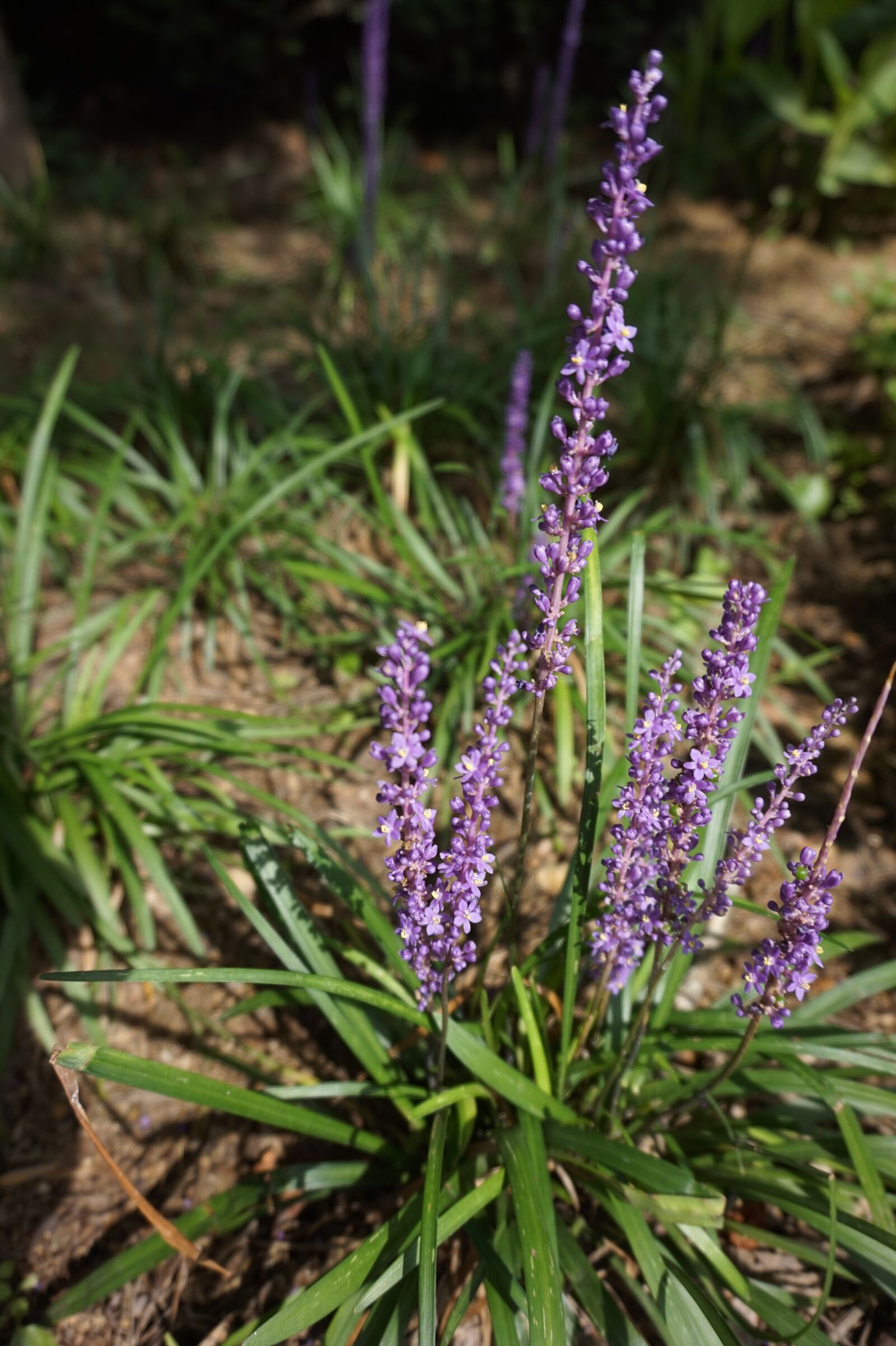 Sony Alpha a5000 (ILCE 5000) sample photo. Purple, grass clippings, flowers photography