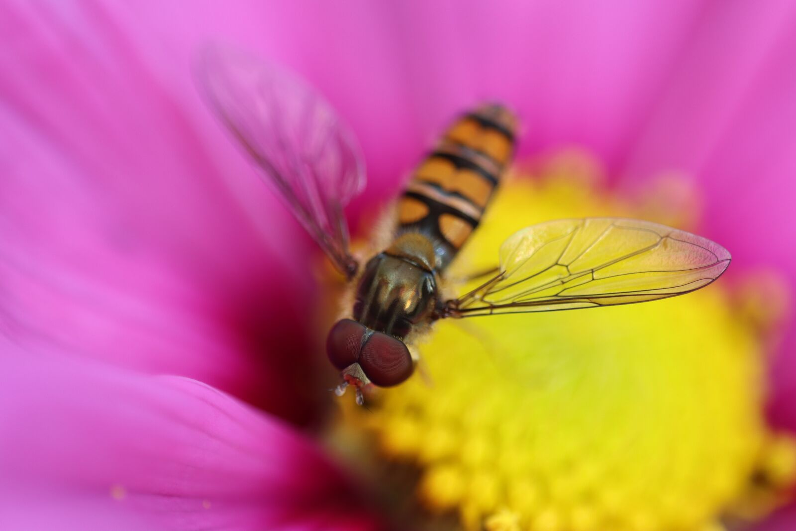 Canon EOS 90D sample photo. Hover fly, insect, wing photography