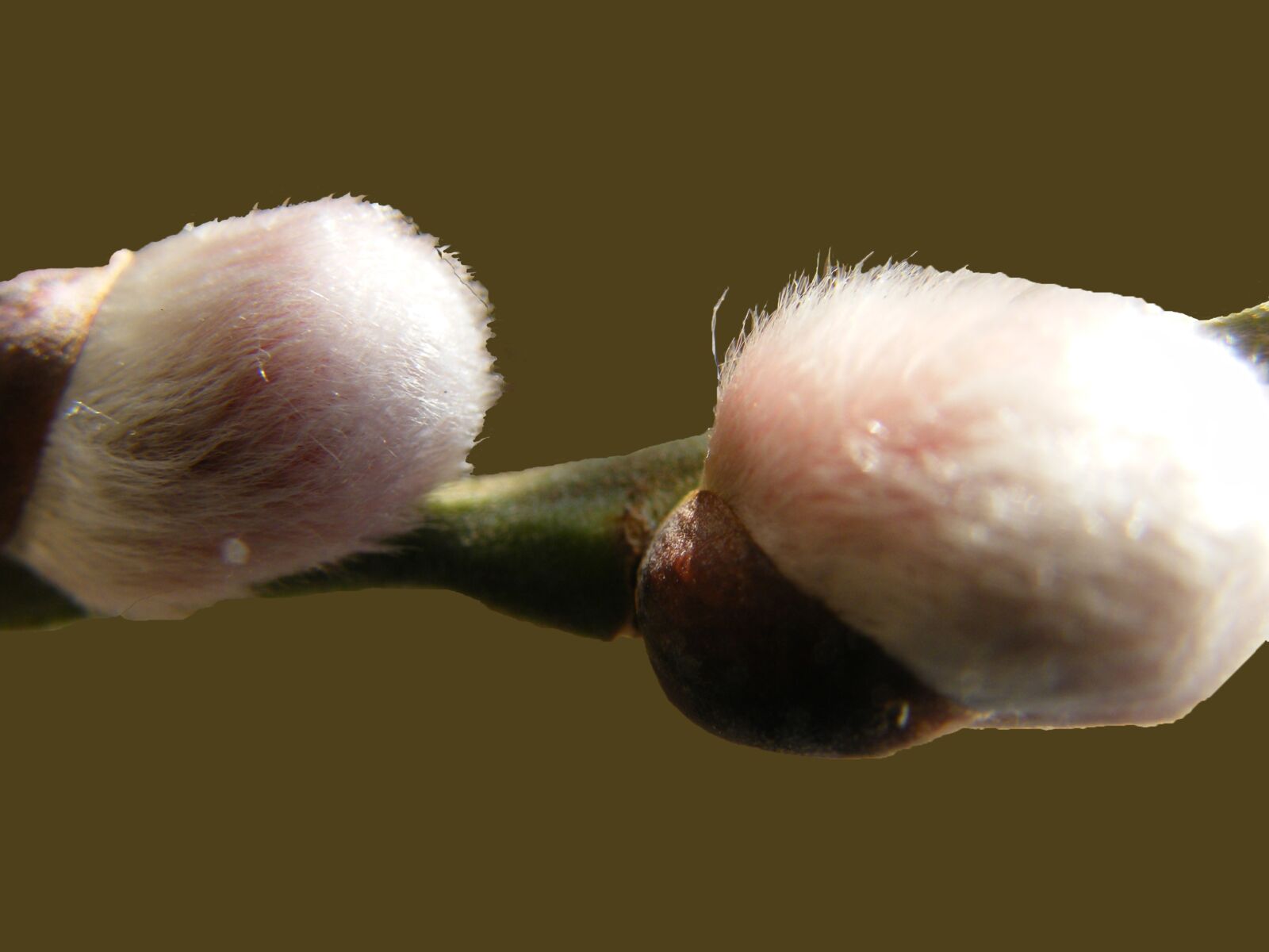 Fujifilm FinePix S8000fd sample photo. Willow catkin, soft, fluffy photography