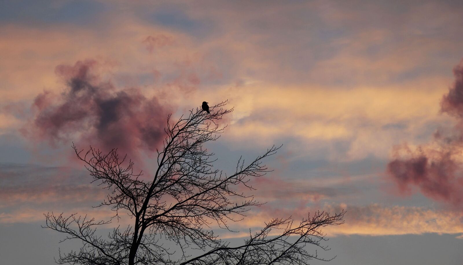 Canon EOS 100D (EOS Rebel SL1 / EOS Kiss X7) sample photo. Sky, landscape, tree, dawn photography