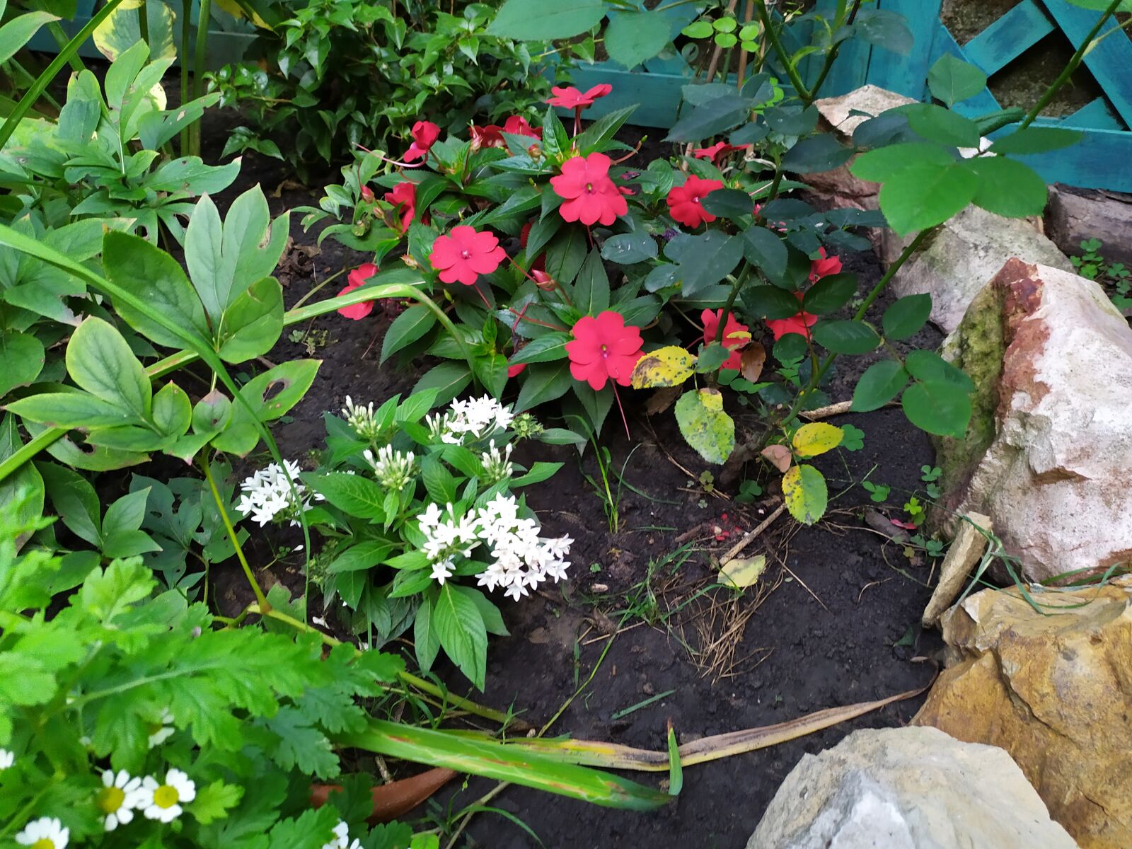 Xiaomi Redmi Note 7 sample photo. Garden, flower, flowers photography