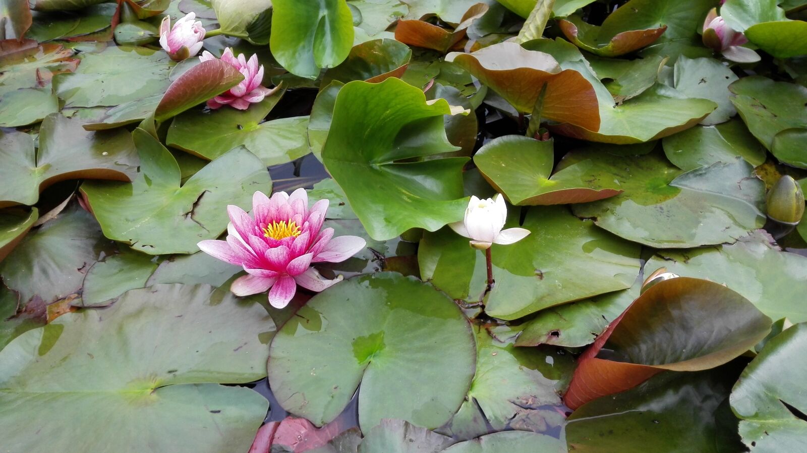 HUAWEI P7-L10 sample photo. Flowers, lotus, plant photography
