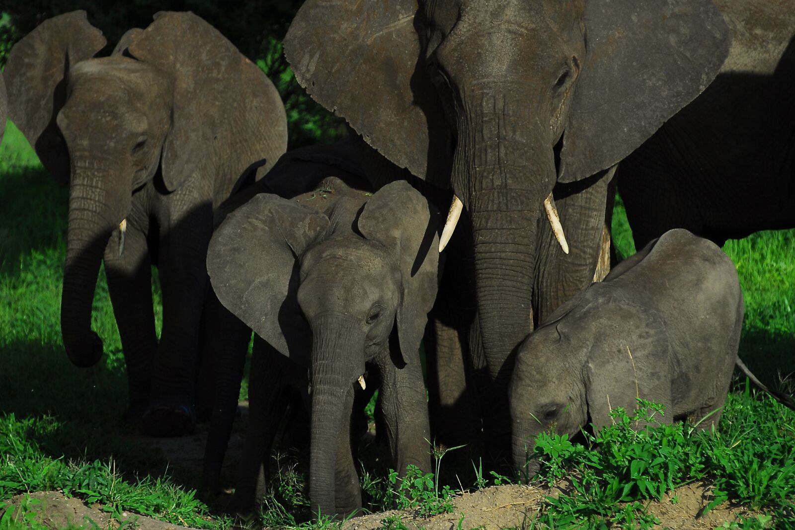 Nikon D200 sample photo. Elephant, elephants, family photography
