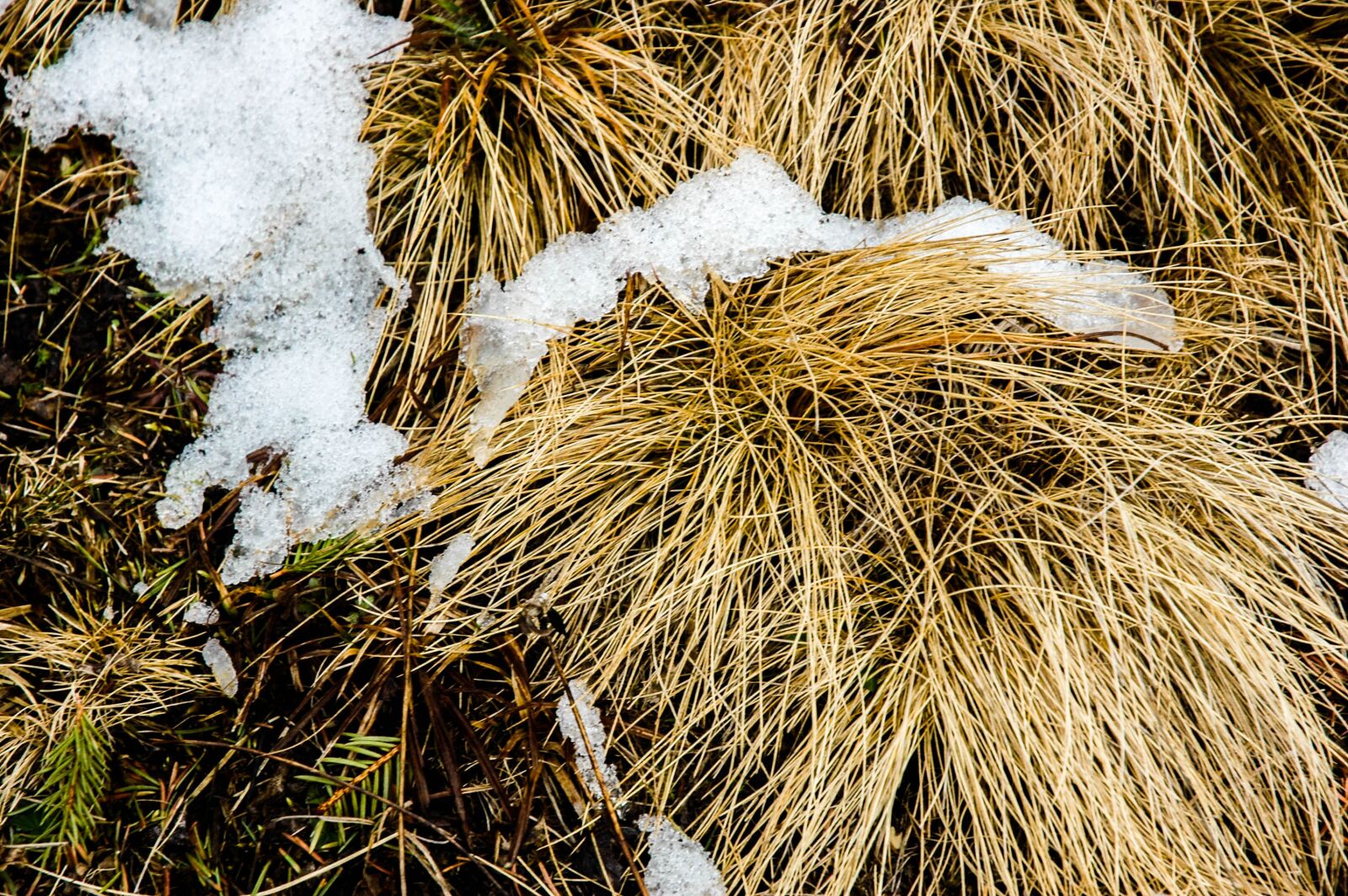 Nikon D70 sample photo. Snow, f, grass photography