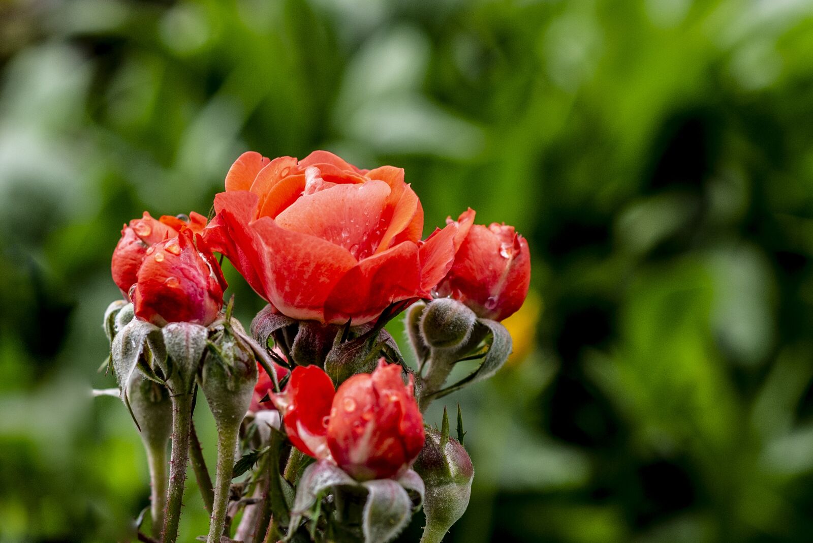 Nikon D600 sample photo. Roses, flowers, nature photography