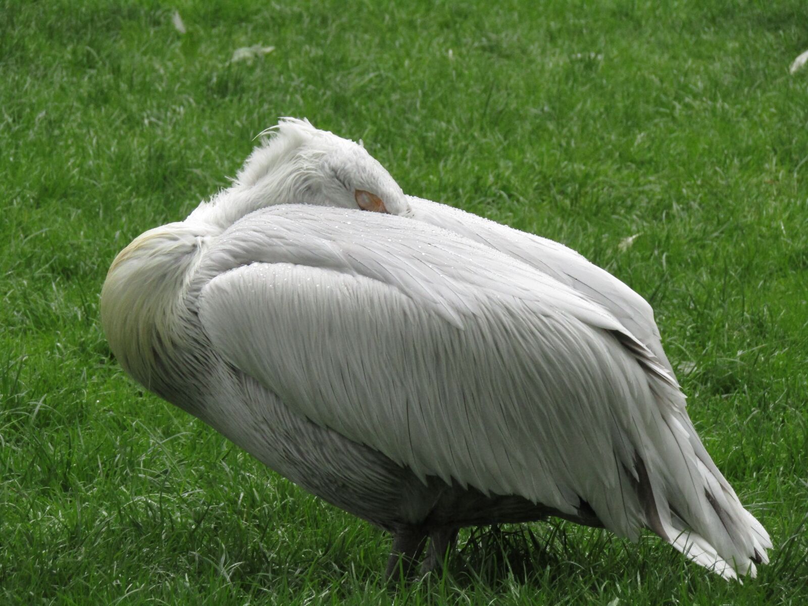 Canon PowerShot SX410 IS sample photo. Pelican, zoo, bird photography